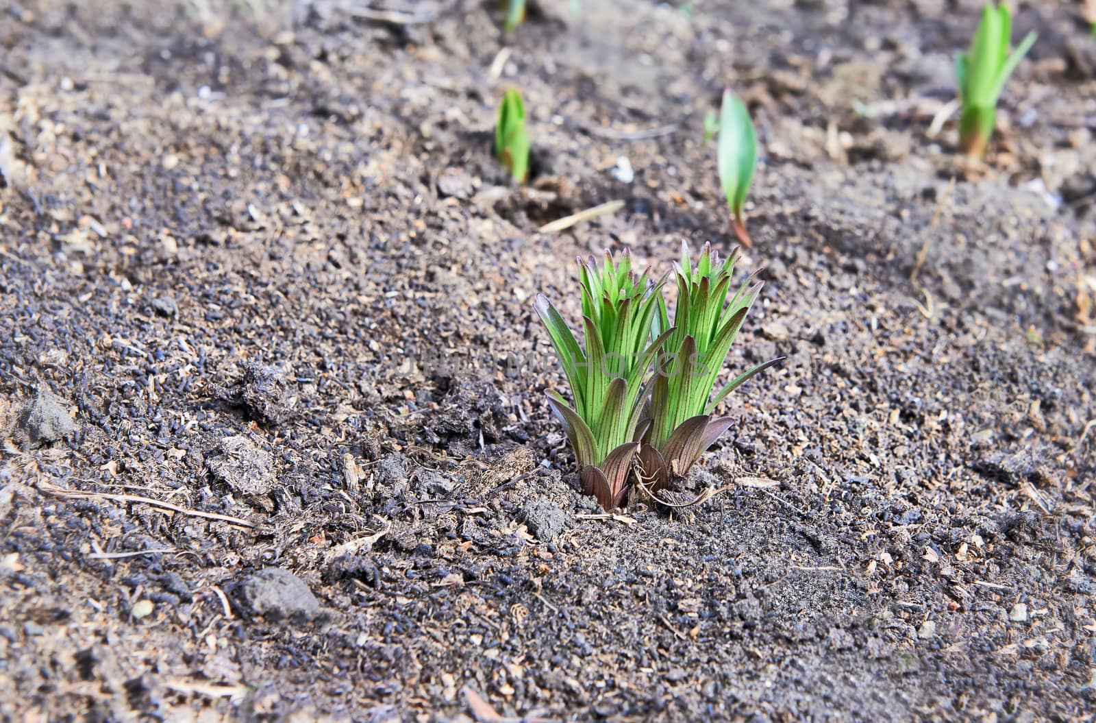 A young delicate plant shoots from soil.