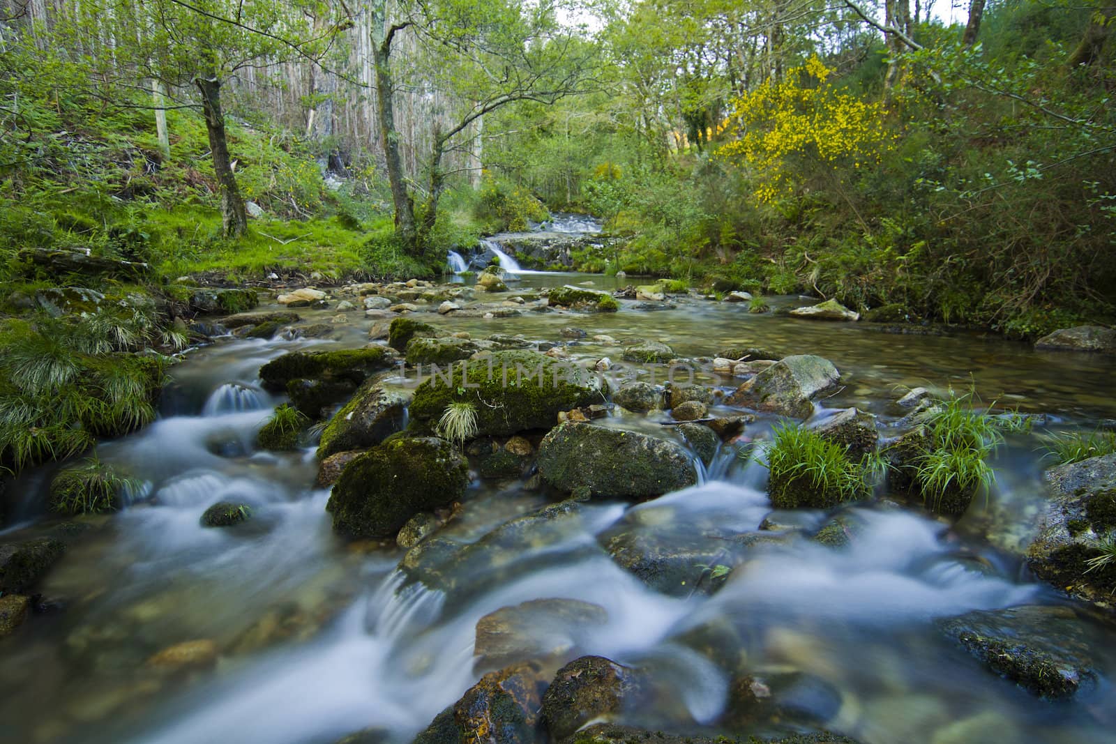 Water flows along a mountain stream in Galicia, Spain by dannyus