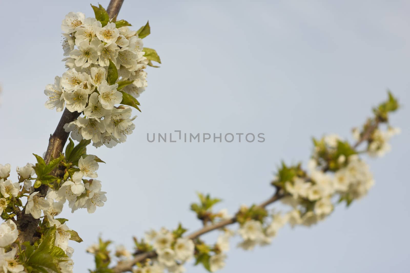 Spring blooming cherry flowers branch by dannyus