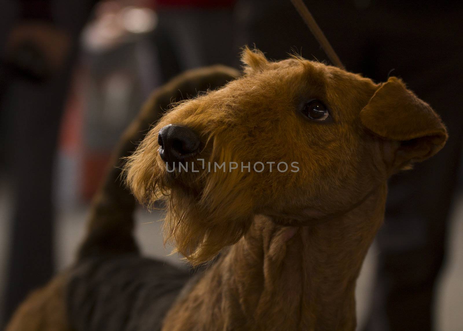 Closeup of Airedale Terrier sweet looking with dark background and