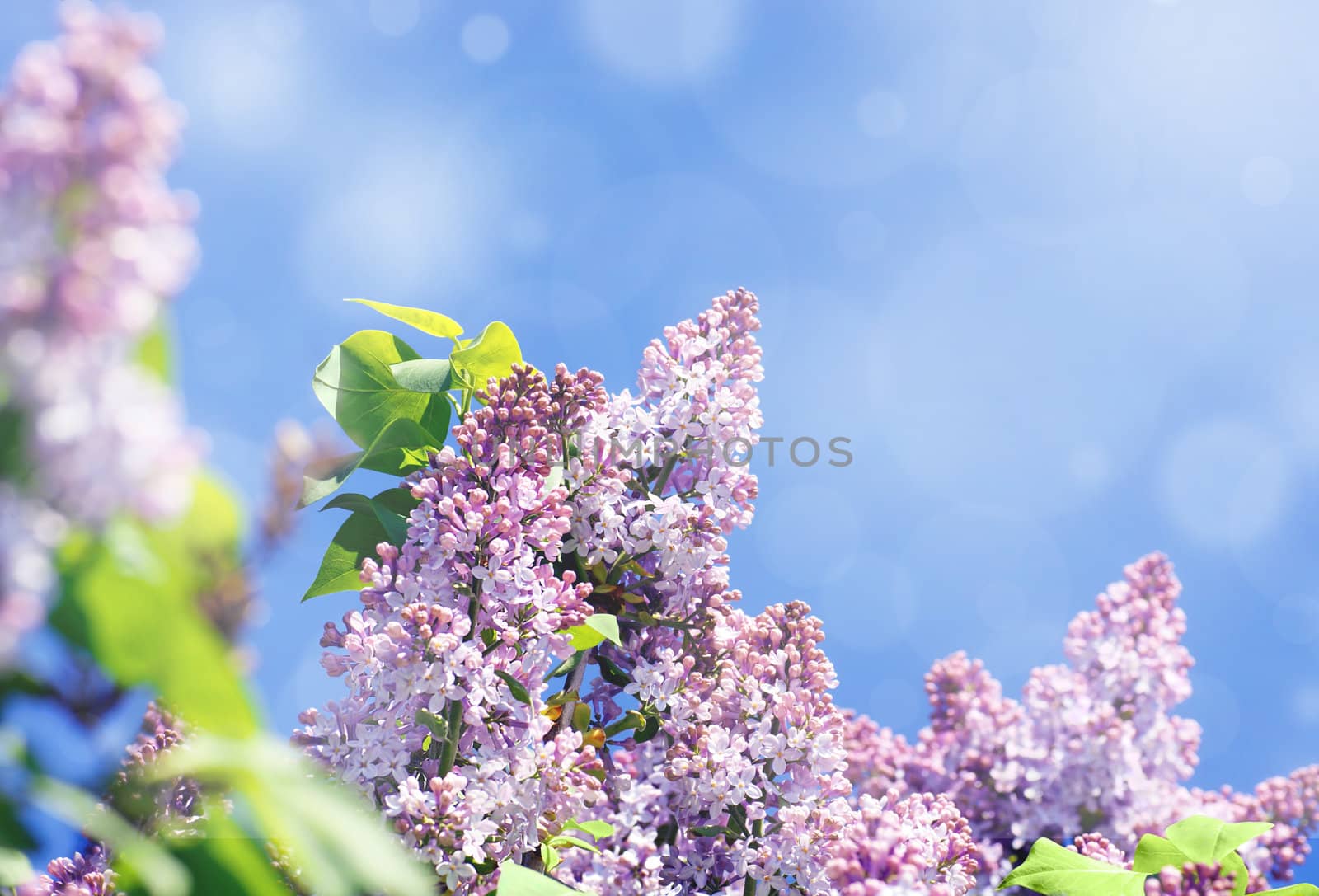 Lilac flowers and bokeh by Mirage3