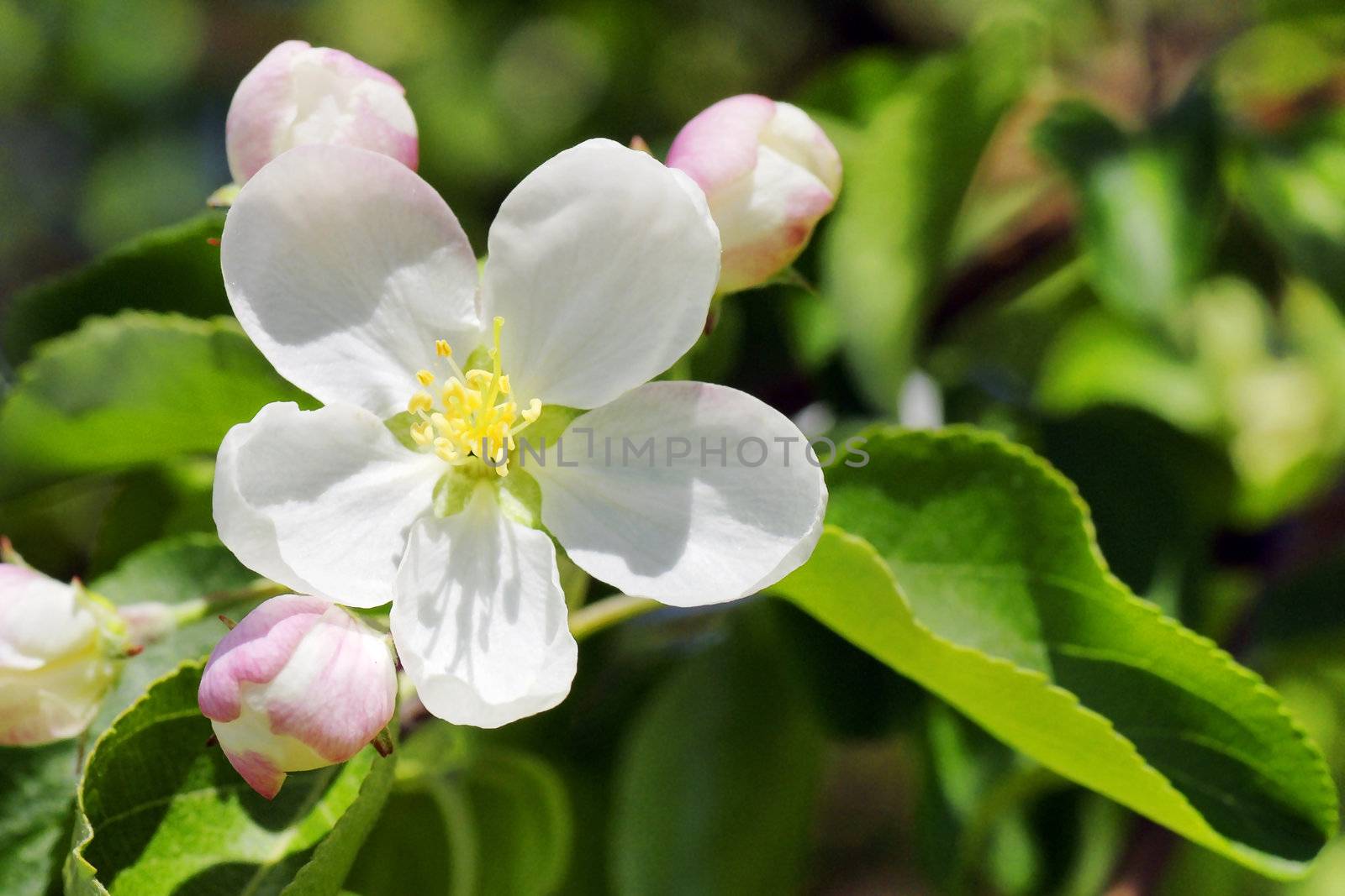 Apple tree flower by Mirage3