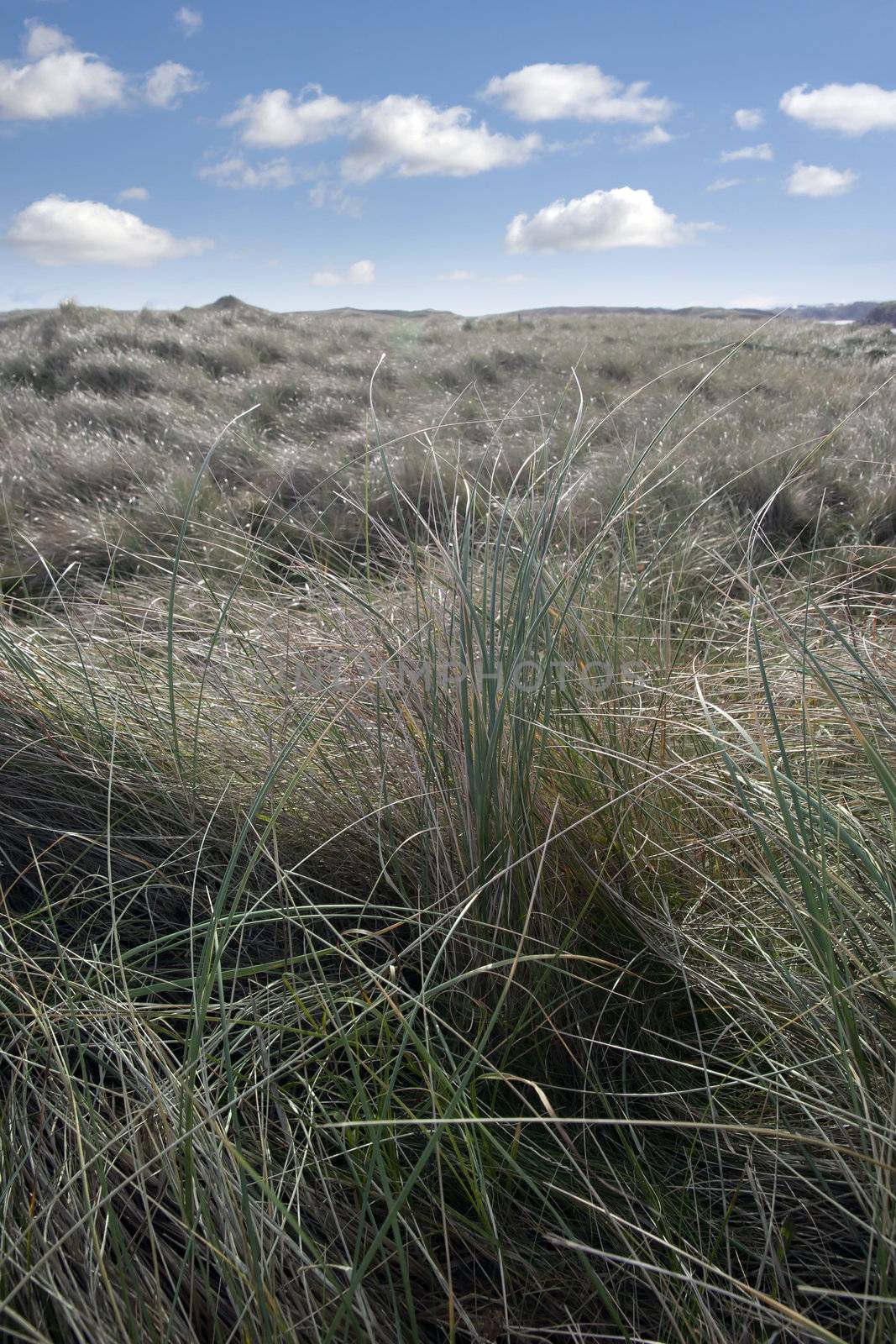 sand dunes of a golf course in county Donegal by morrbyte