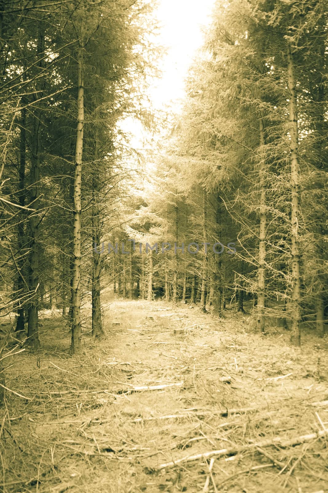 a dark pine forest in county Kerry Ireland in duotone sepia