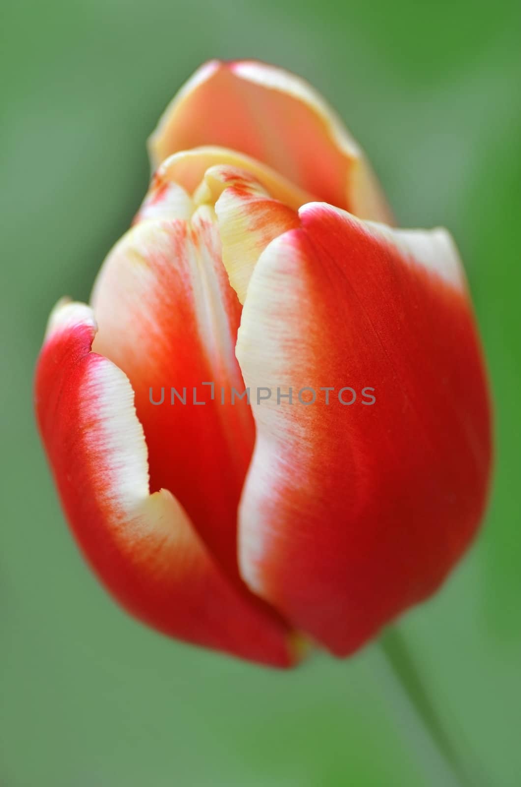 Red Tulip flower on green background. Blured by lens.