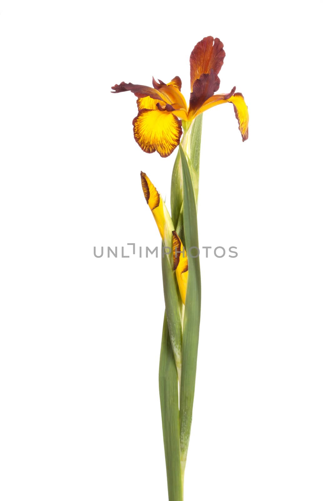 Stem with an open flower and two buds of a yellow and brown Spuria iris isolated against a white background