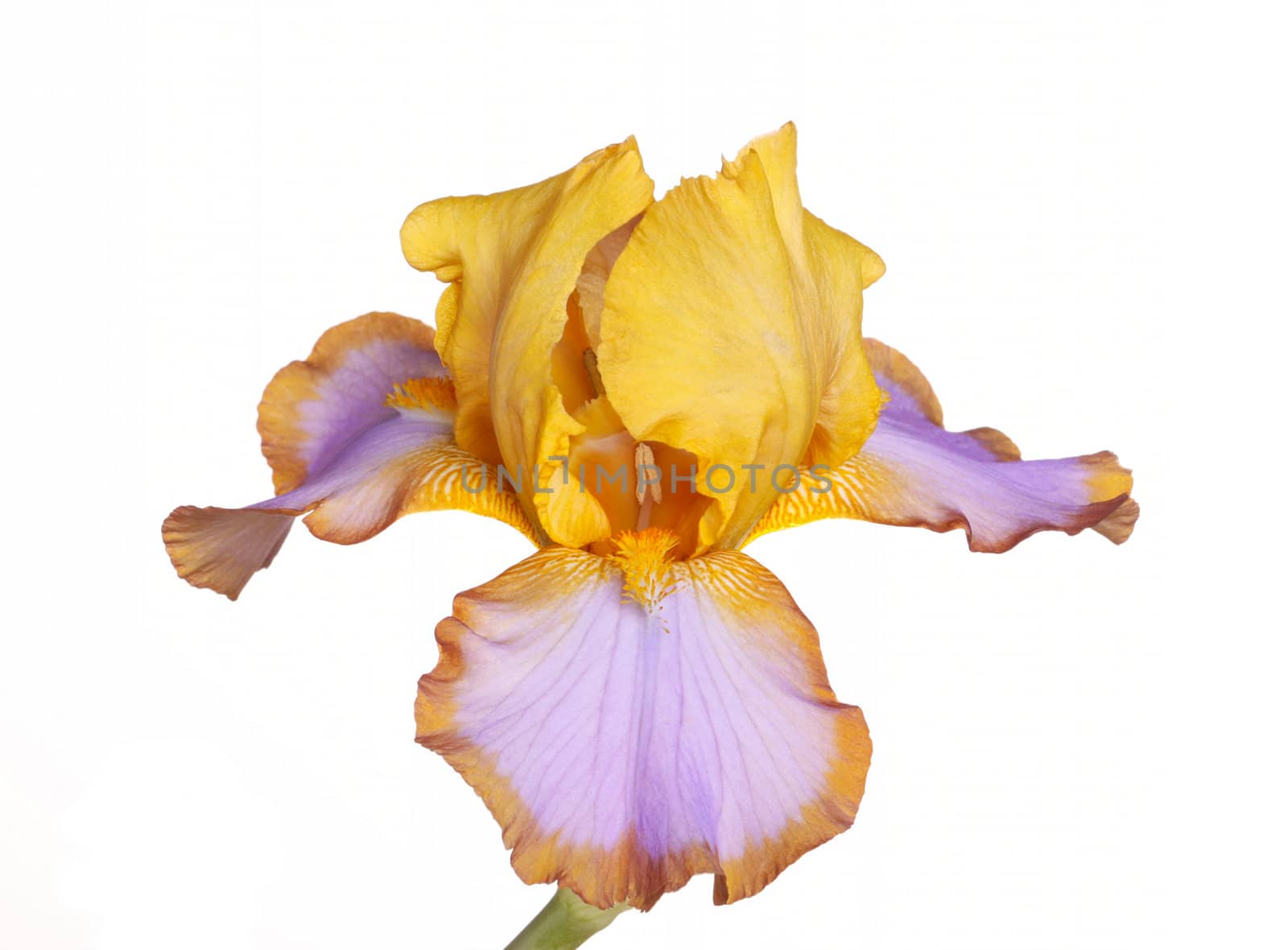 Single yellow, brown and purple flower of bearded iris (Iris germanica) cultivar Brown Lasso isolated against a white background