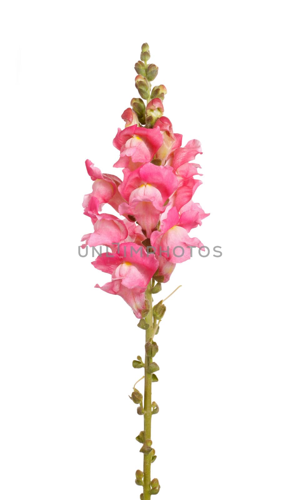 Single stem of pink shapdragon flowers isolated on white by sgoodwin4813