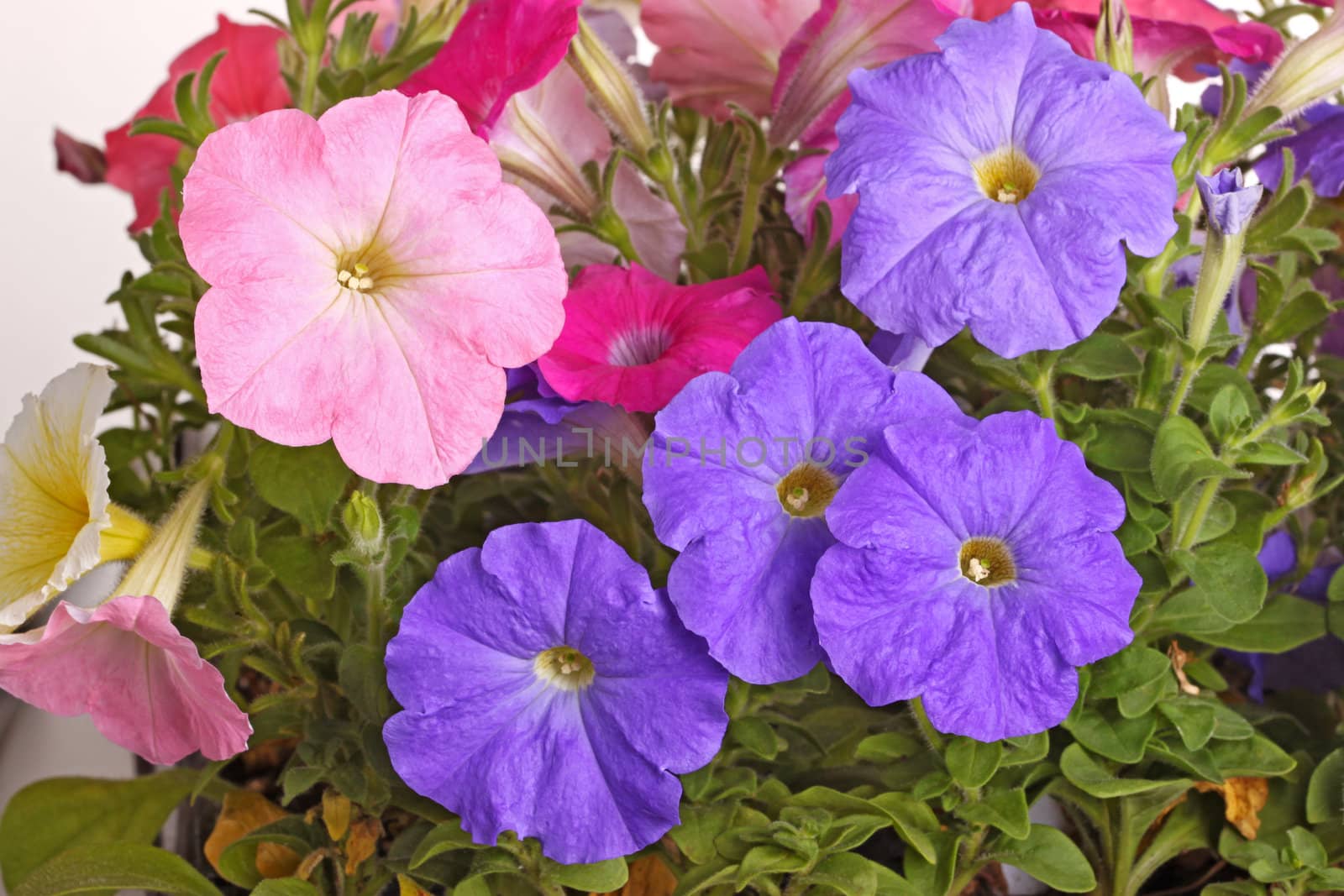Multiple flowers of pink, purple and red petunias (Petunia hybrida) fill the frame