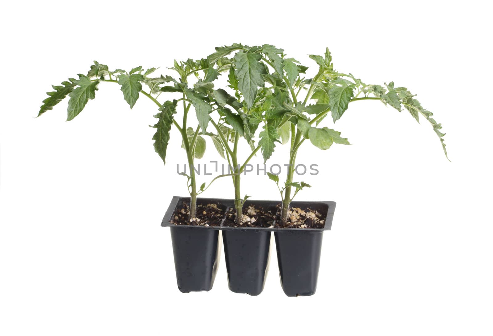 Plastic pack containing three seedlings of tomato (Solanum lycopersicum or Lycopersicon esculentum) ready for transplanting into a home garden isolated against a white background