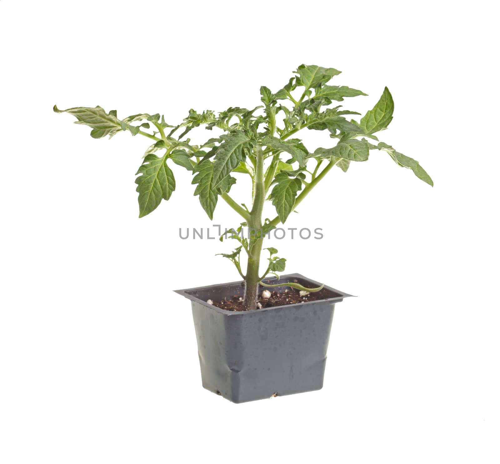 Single tomato seedling isolated against white by sgoodwin4813
