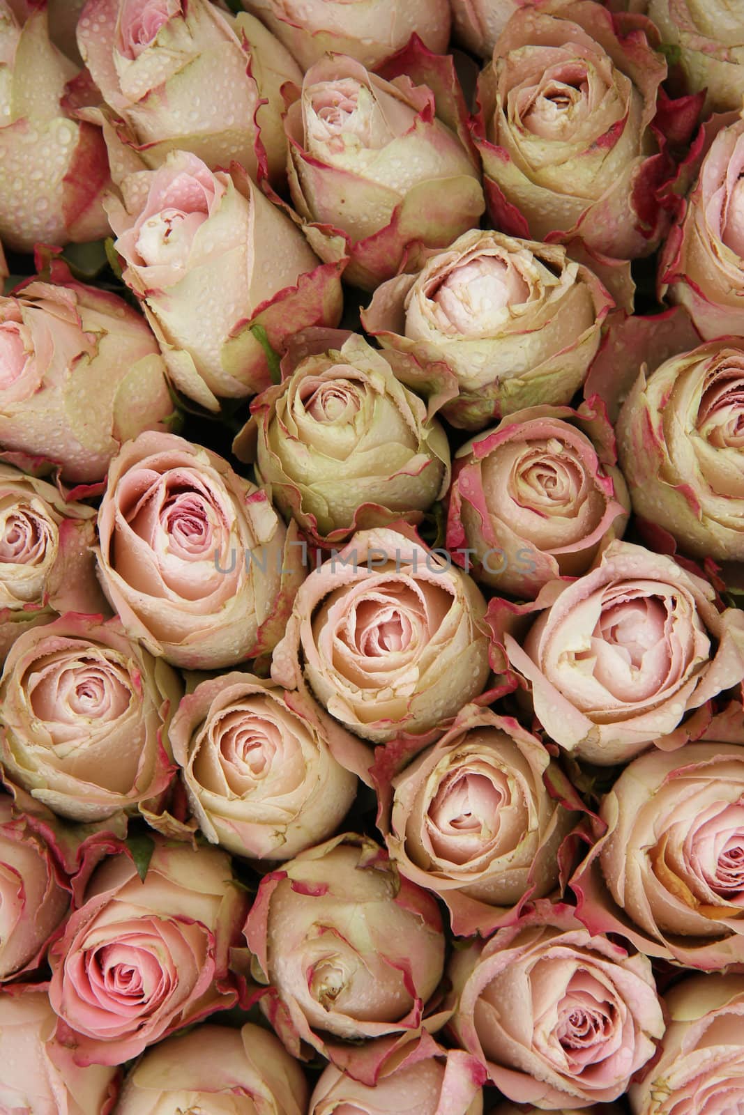Pale pink roses by studioportosabbia