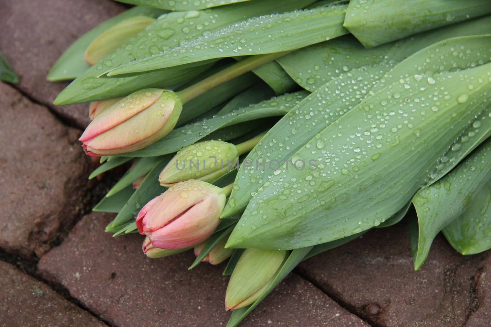 light pink tulips in the rain by studioportosabbia