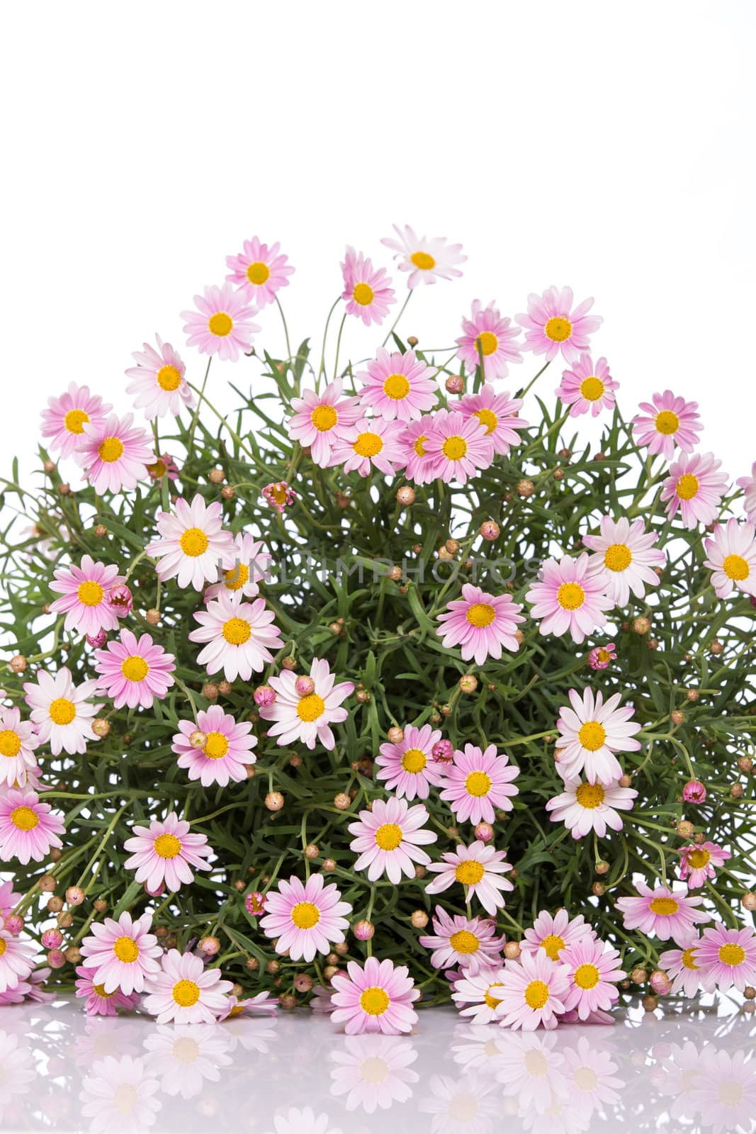 Delicate daisy flower bouquet on white background