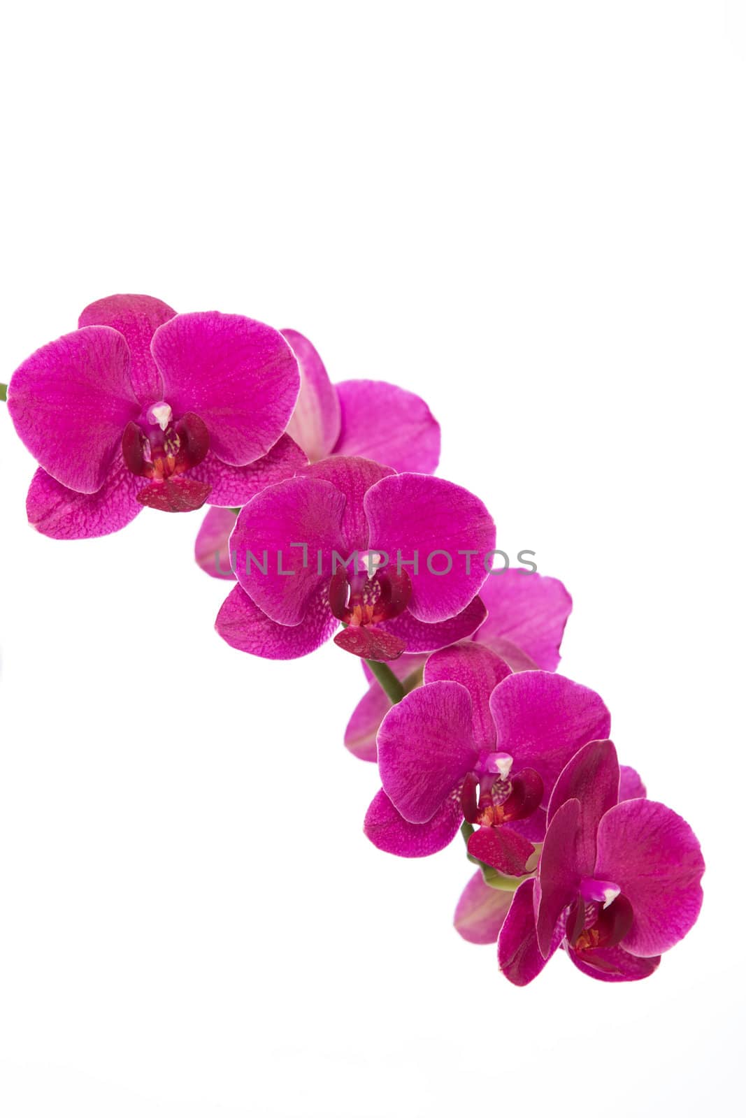 Blooms of pink orchid on white background