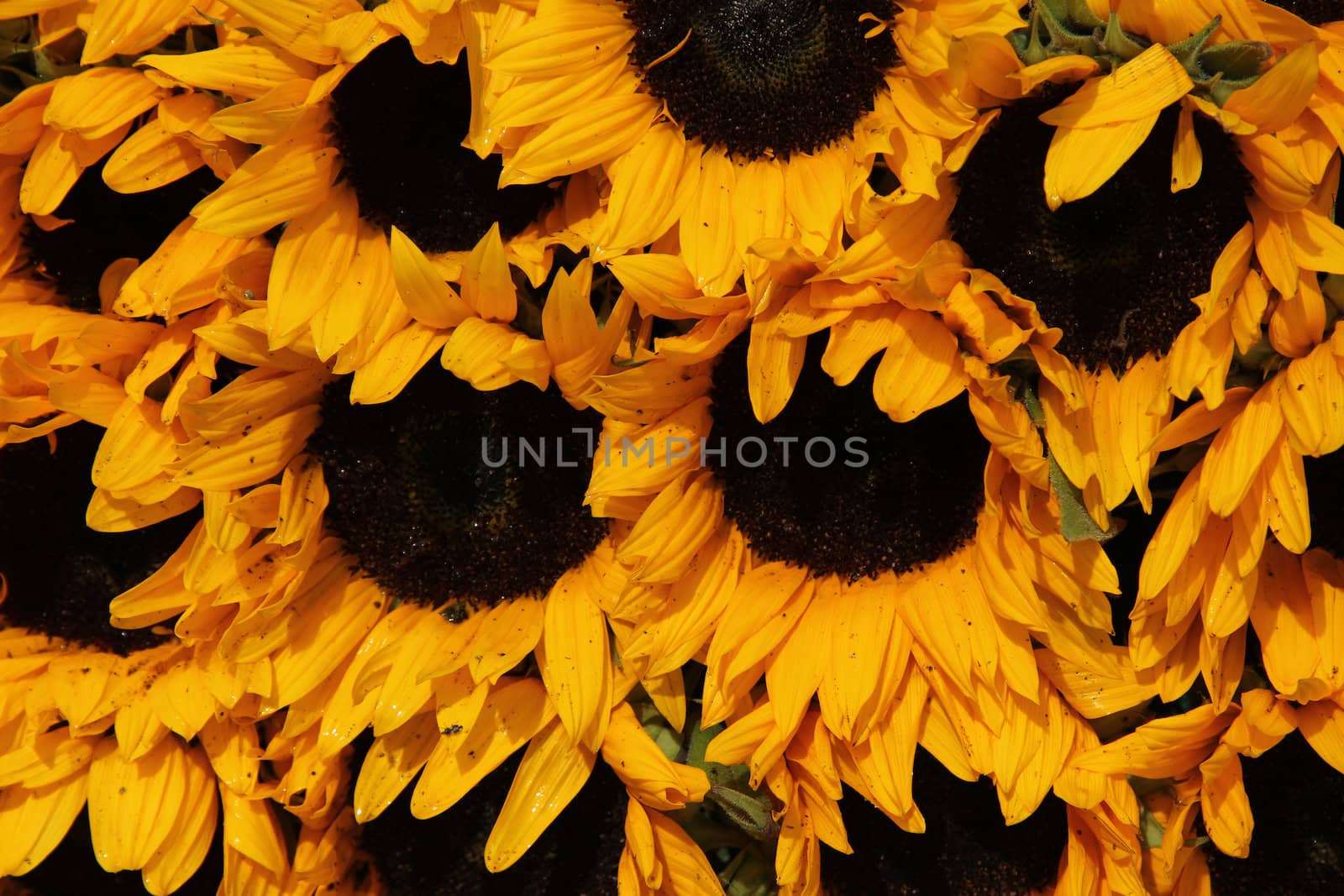 Big group of yellow sunflowers in full sunlight
