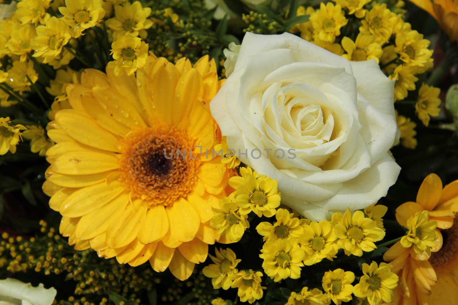 White roses and yellow gerberas by studioportosabbia
