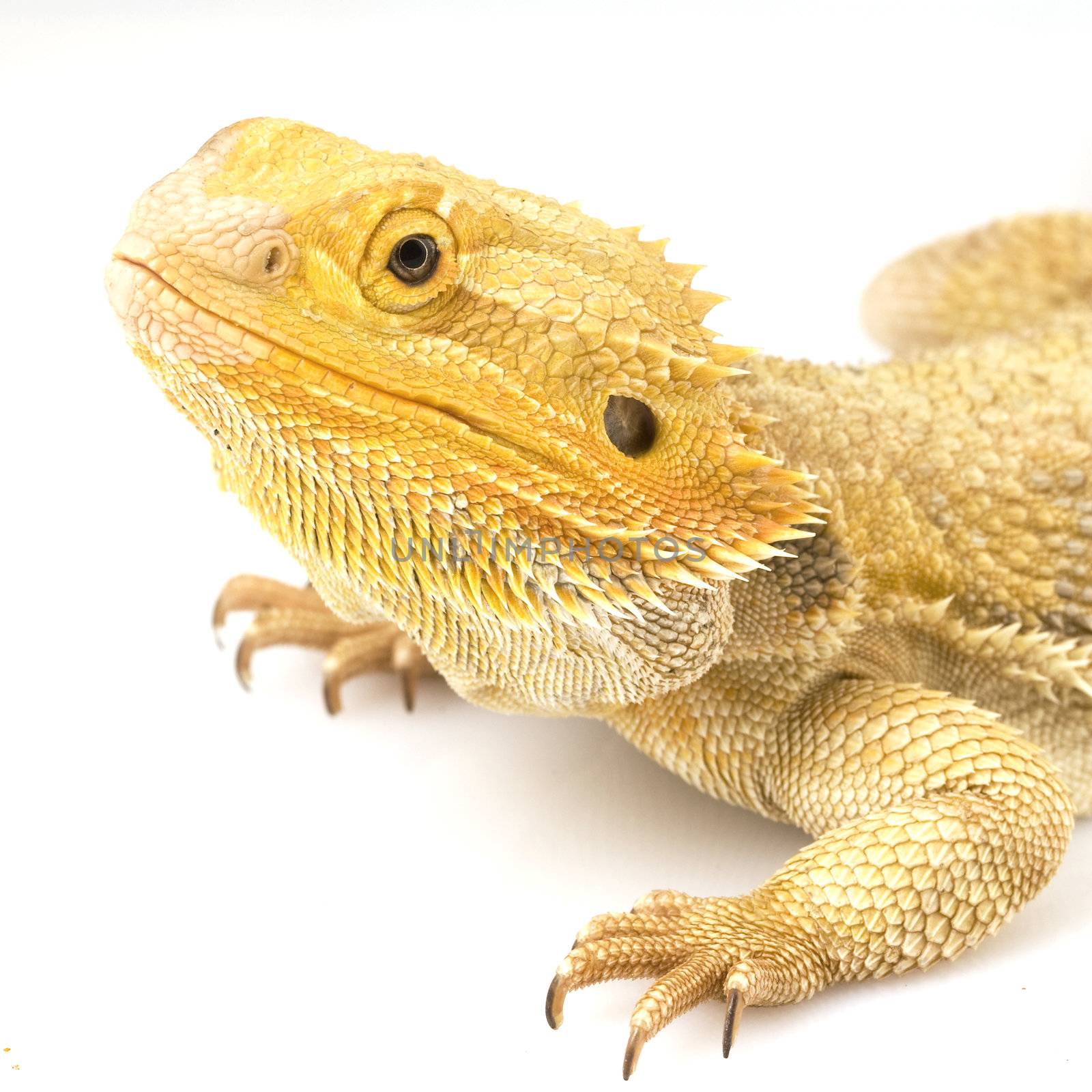 Bearded Dragon (Pogona vitticeps) on white background.