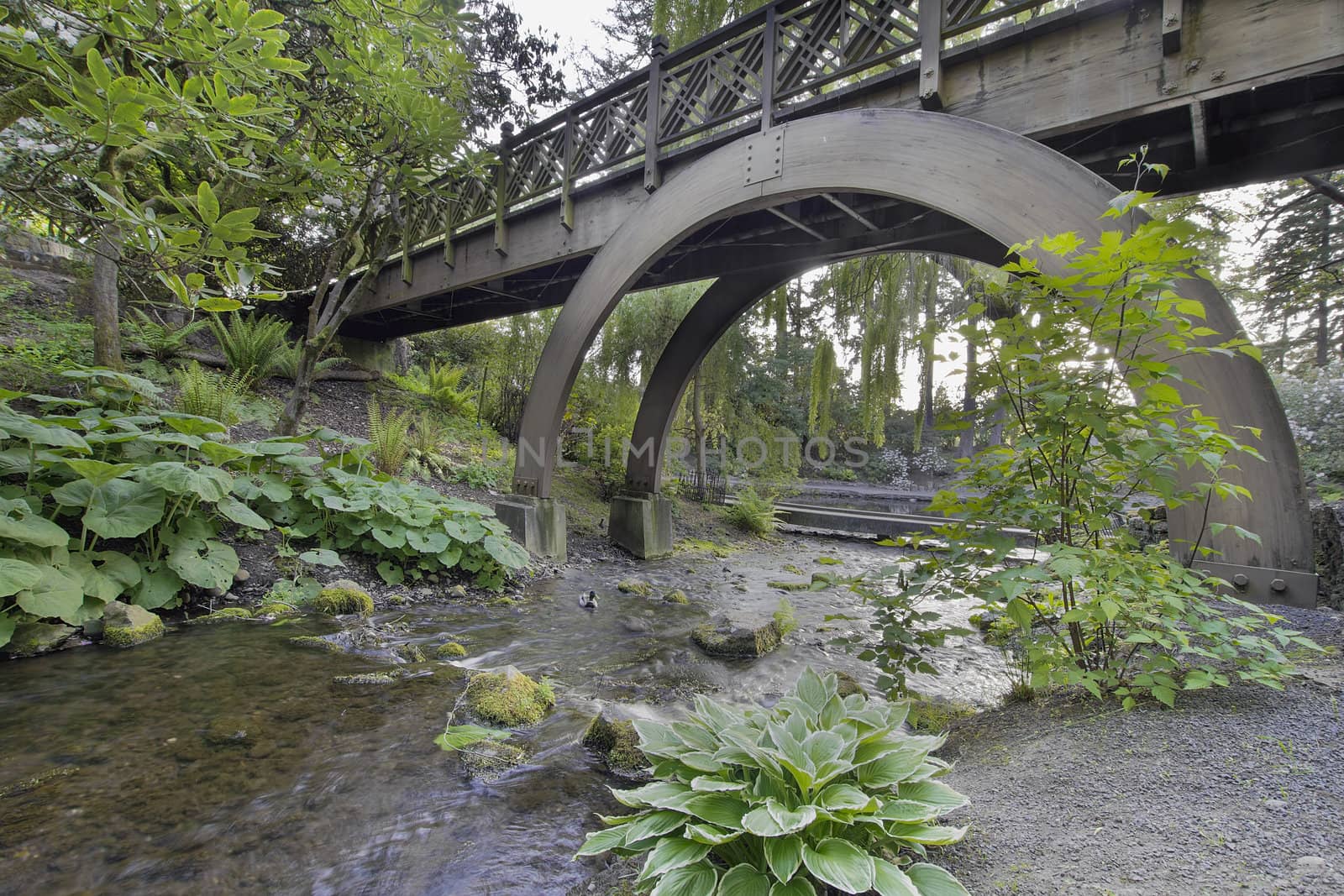 Stream Flowing Under the Wooden Bridge Arches at Crystal Springs Rhododendron Garden