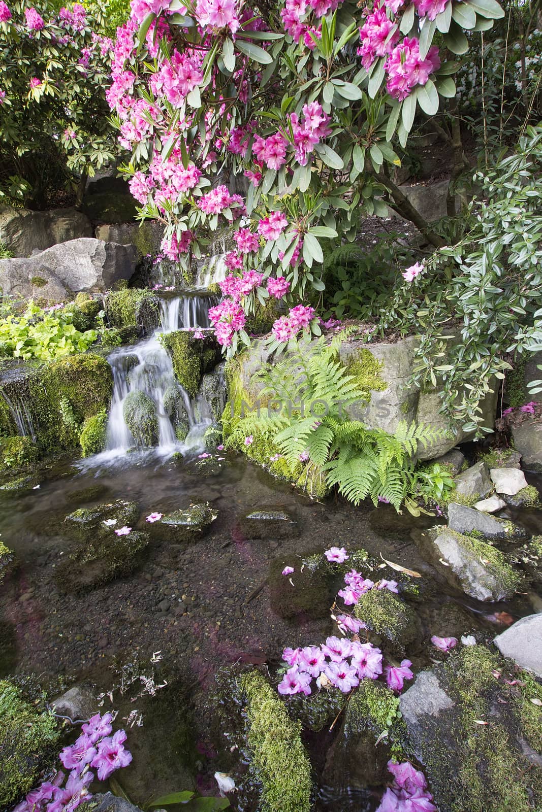 Rhododendron Pink Flowers Blooming Over Waterfall at Crystal Springs Garden in Spring