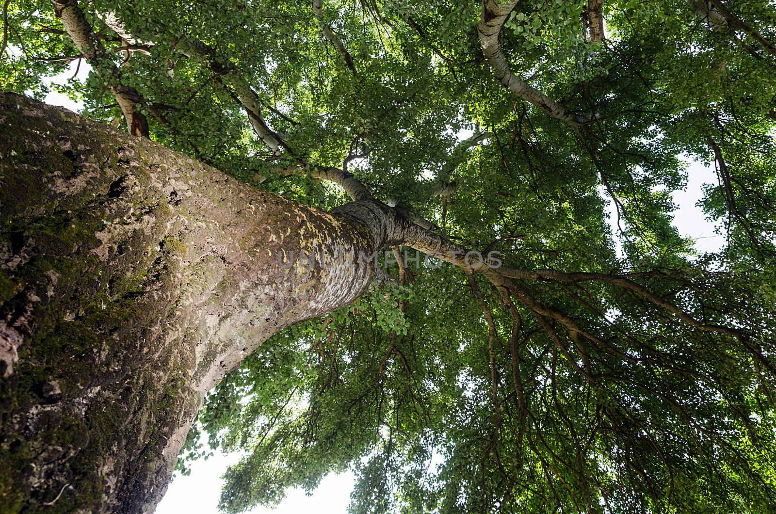 Birch Tree With Green Leaves from Below, Bottom View 