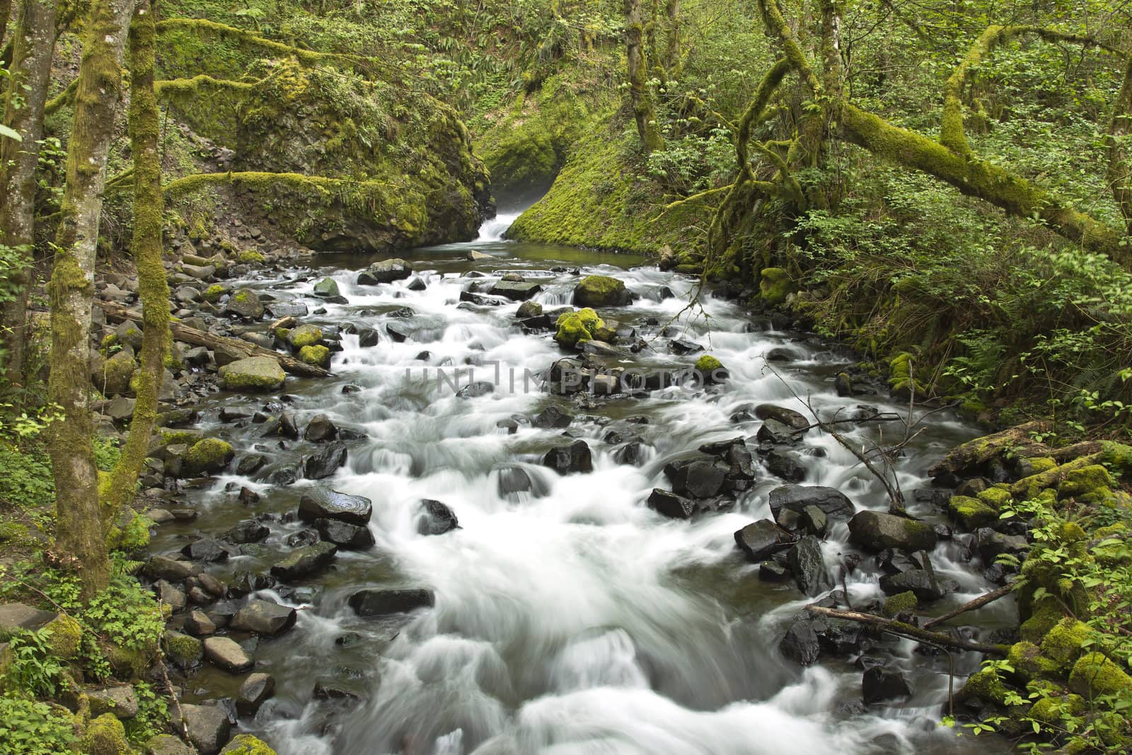Fresh water stream Columbia Gorge Oregon. by Rigucci