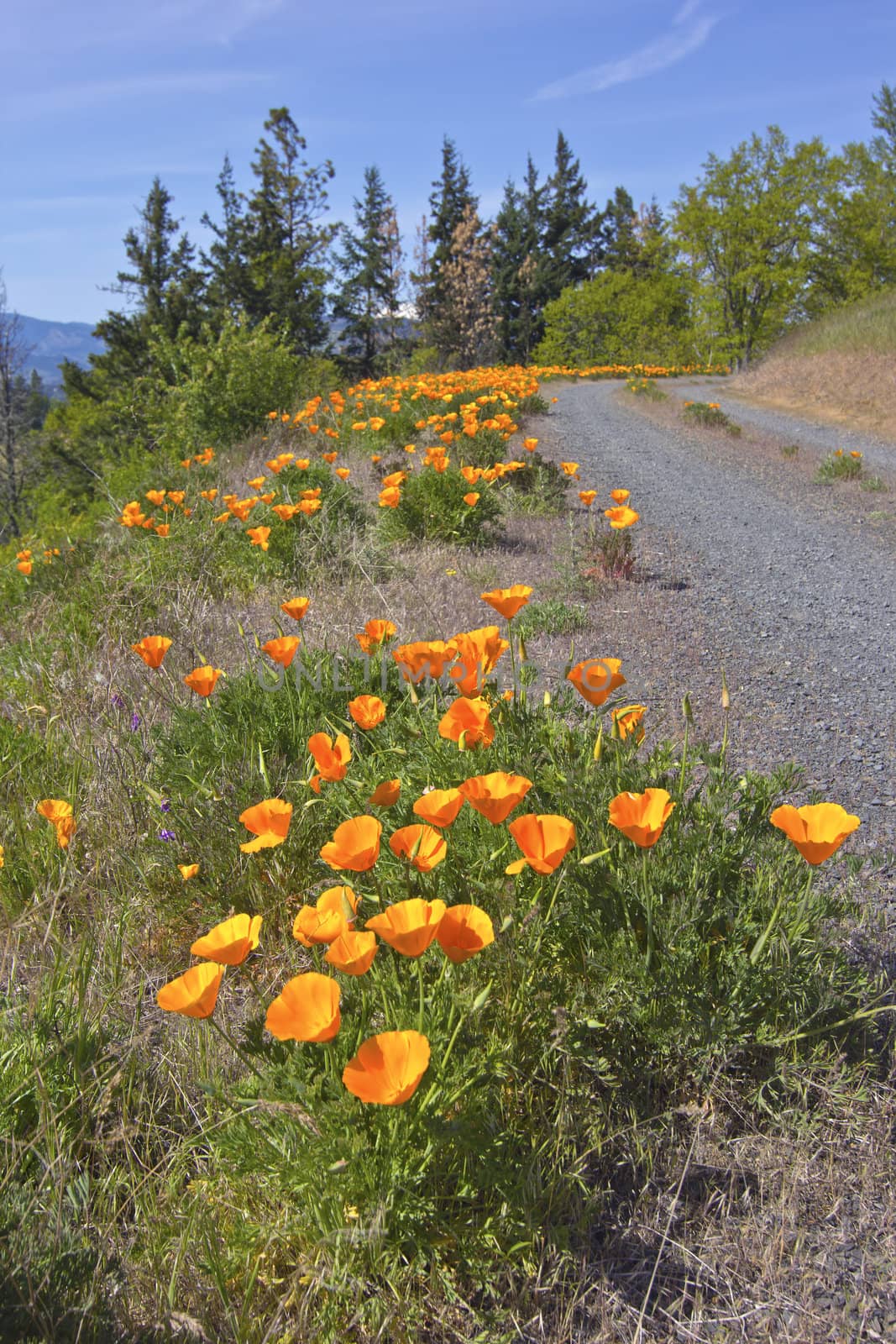 Poppies blooms on a roadside. by Rigucci