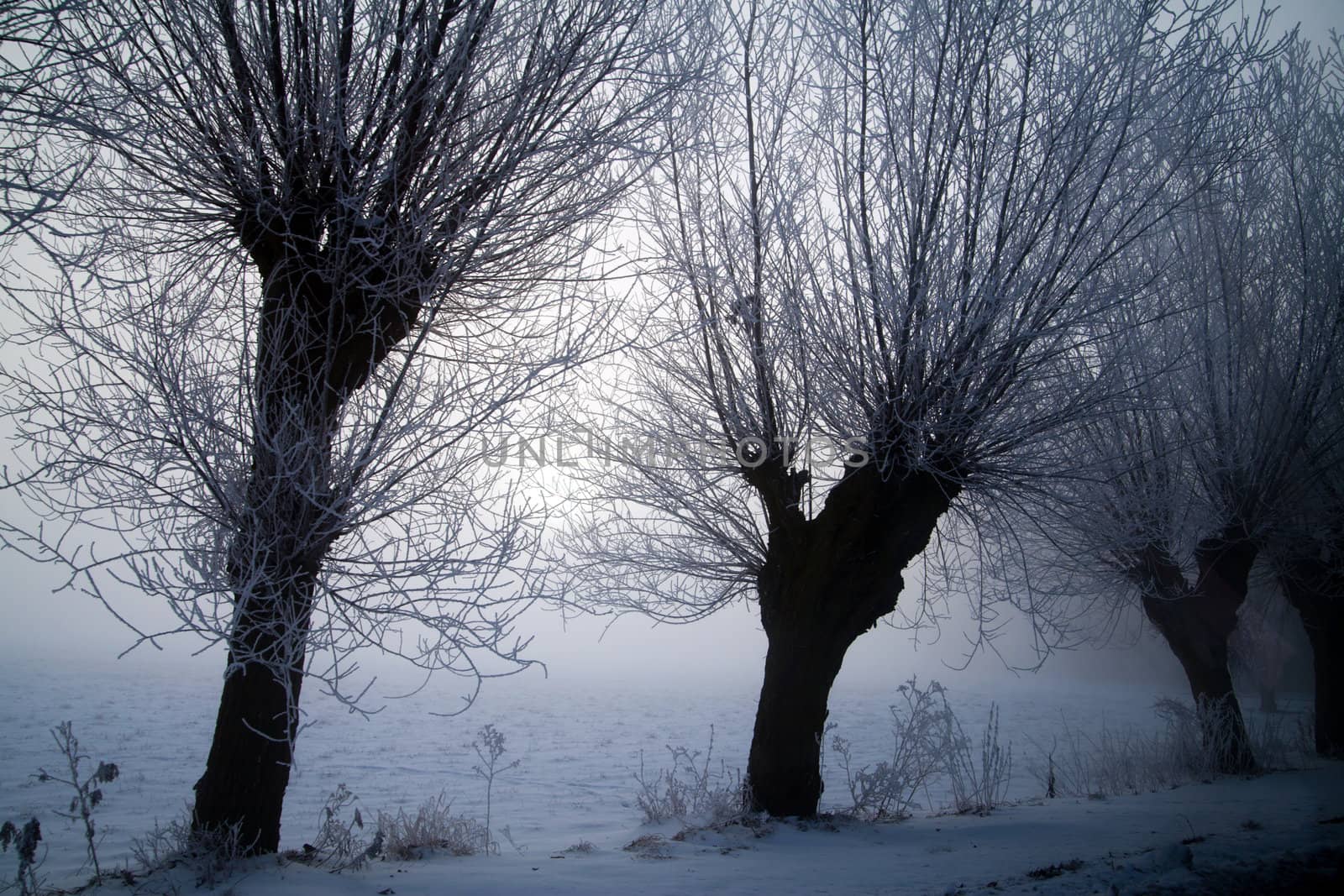 Winter landscape at sunny frozen morning
