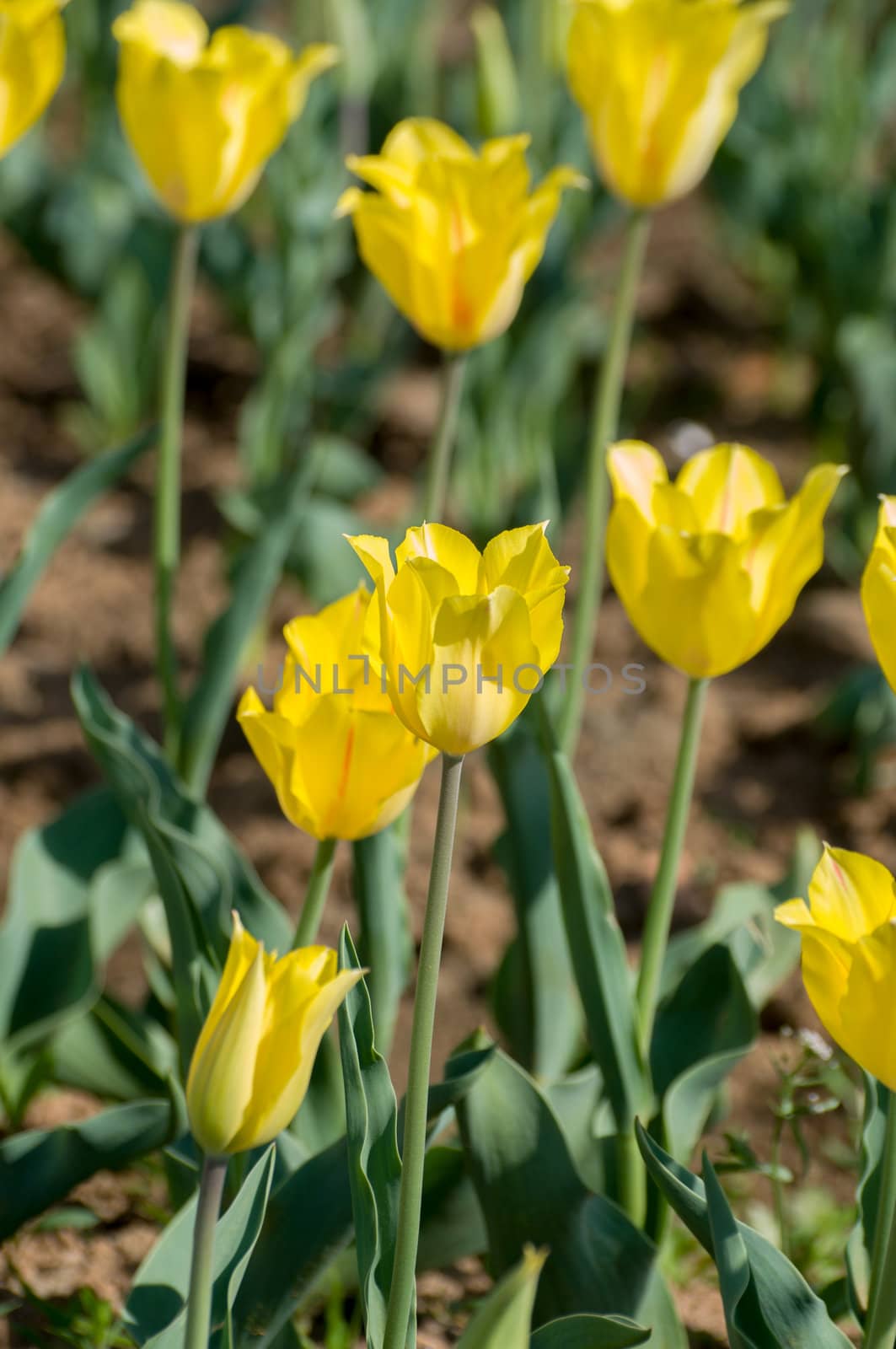 the tulip field in Kashmir, India