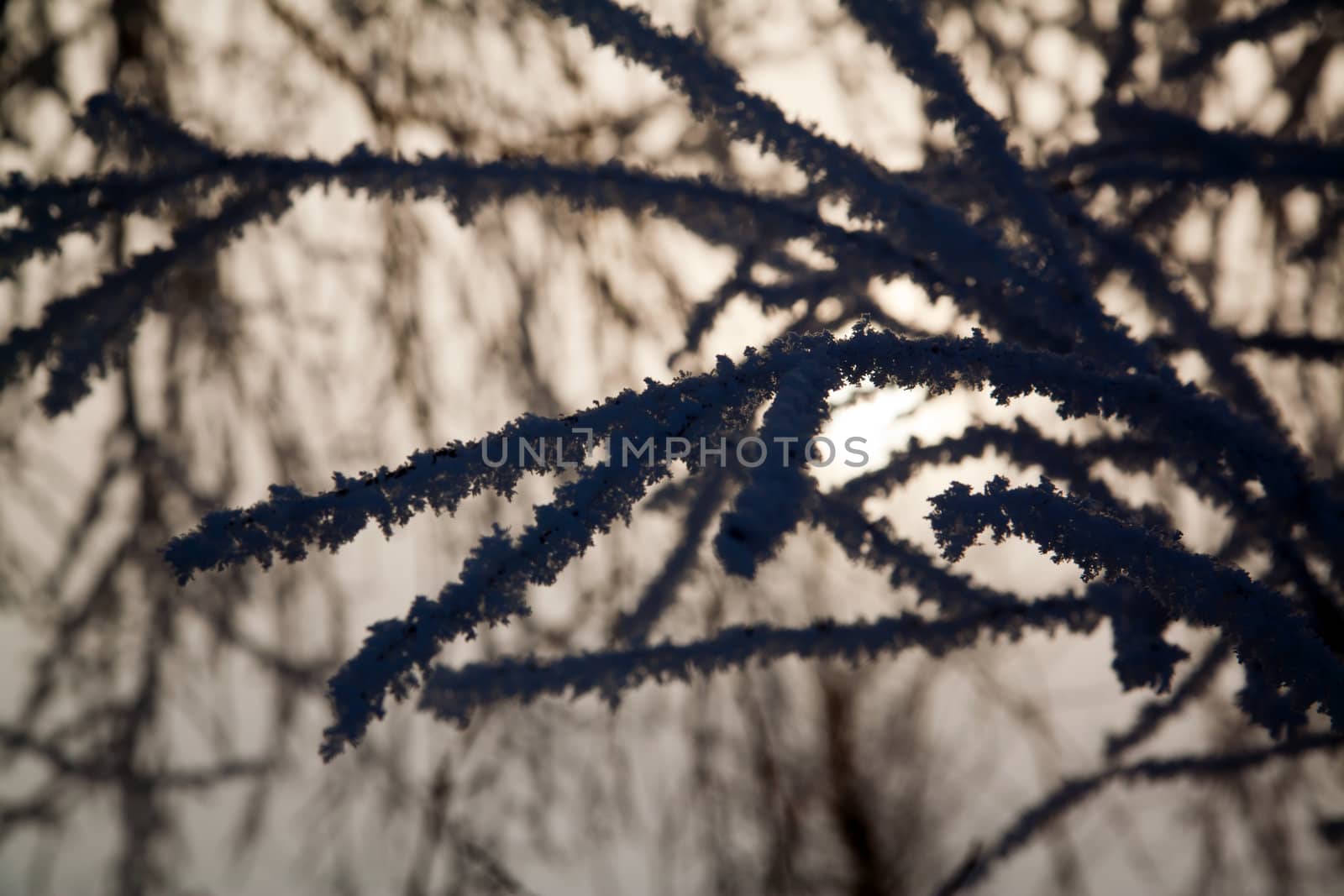 Winter landscape at sunny frozen morning
