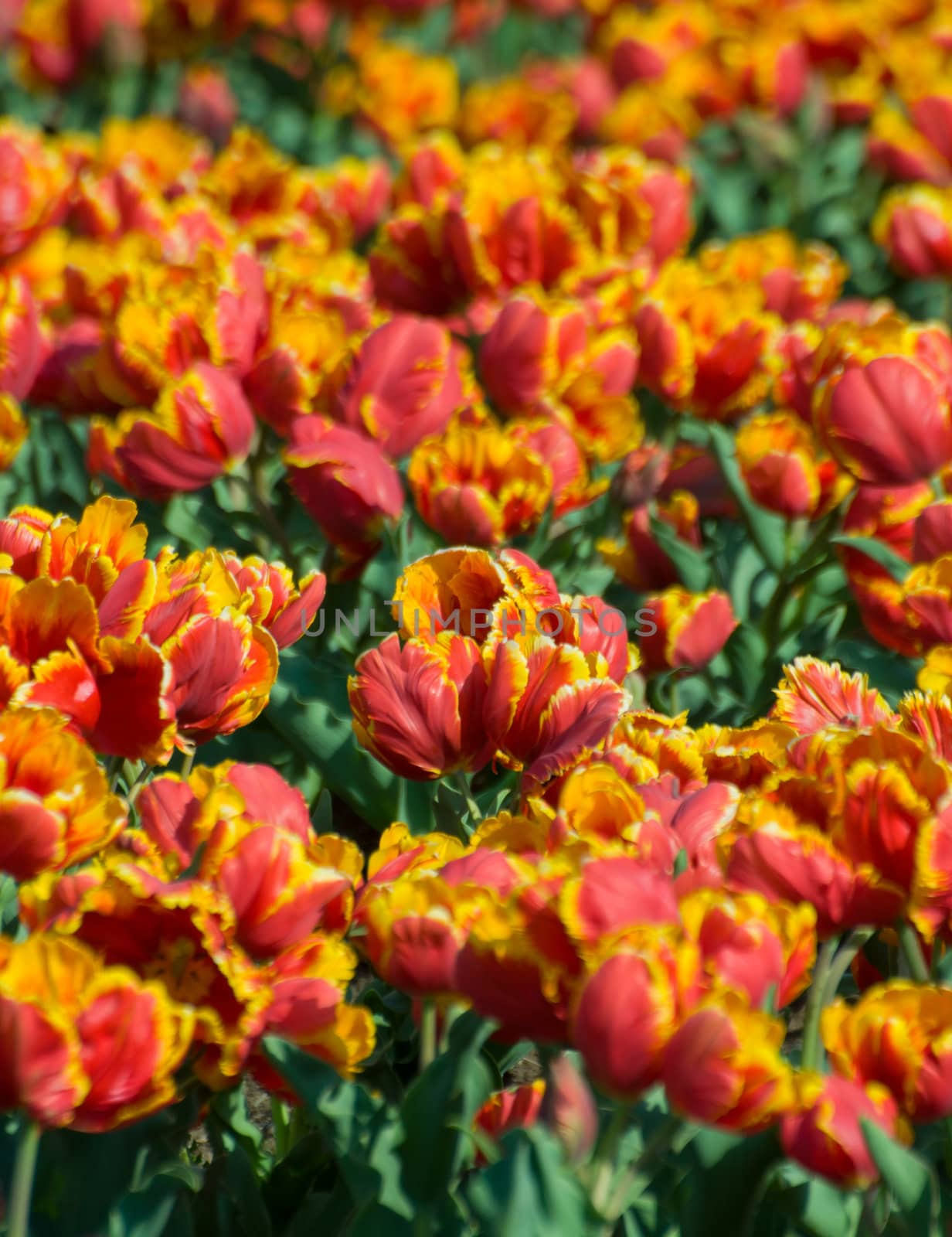 the tulip field in Kashmir, India