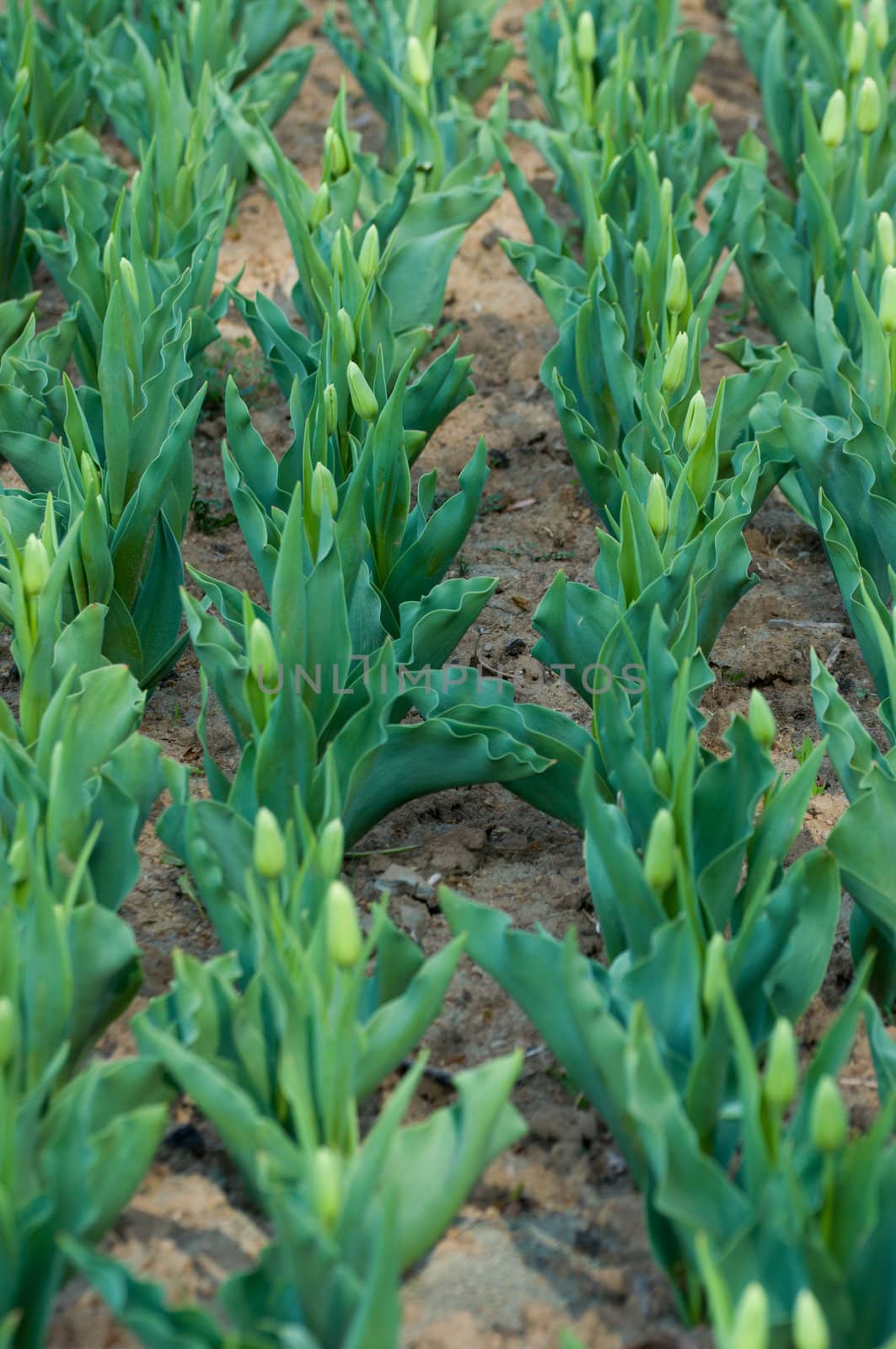 the tulip field in Kashmir, India