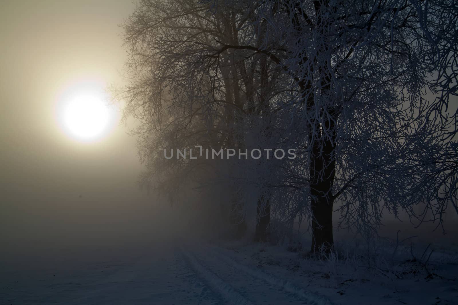 Winter landscape at sunny frozen morning
