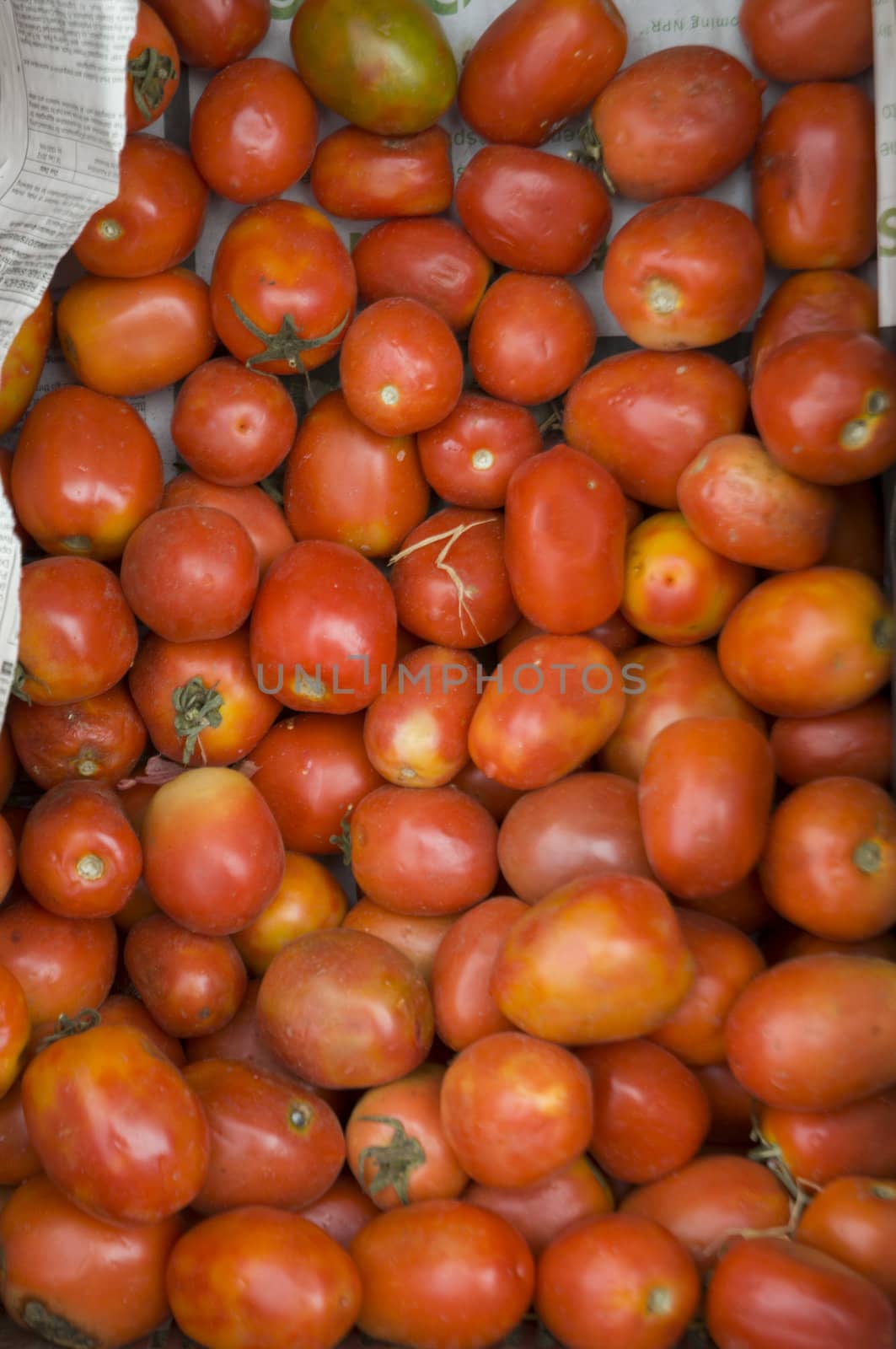 group of tomatoes 