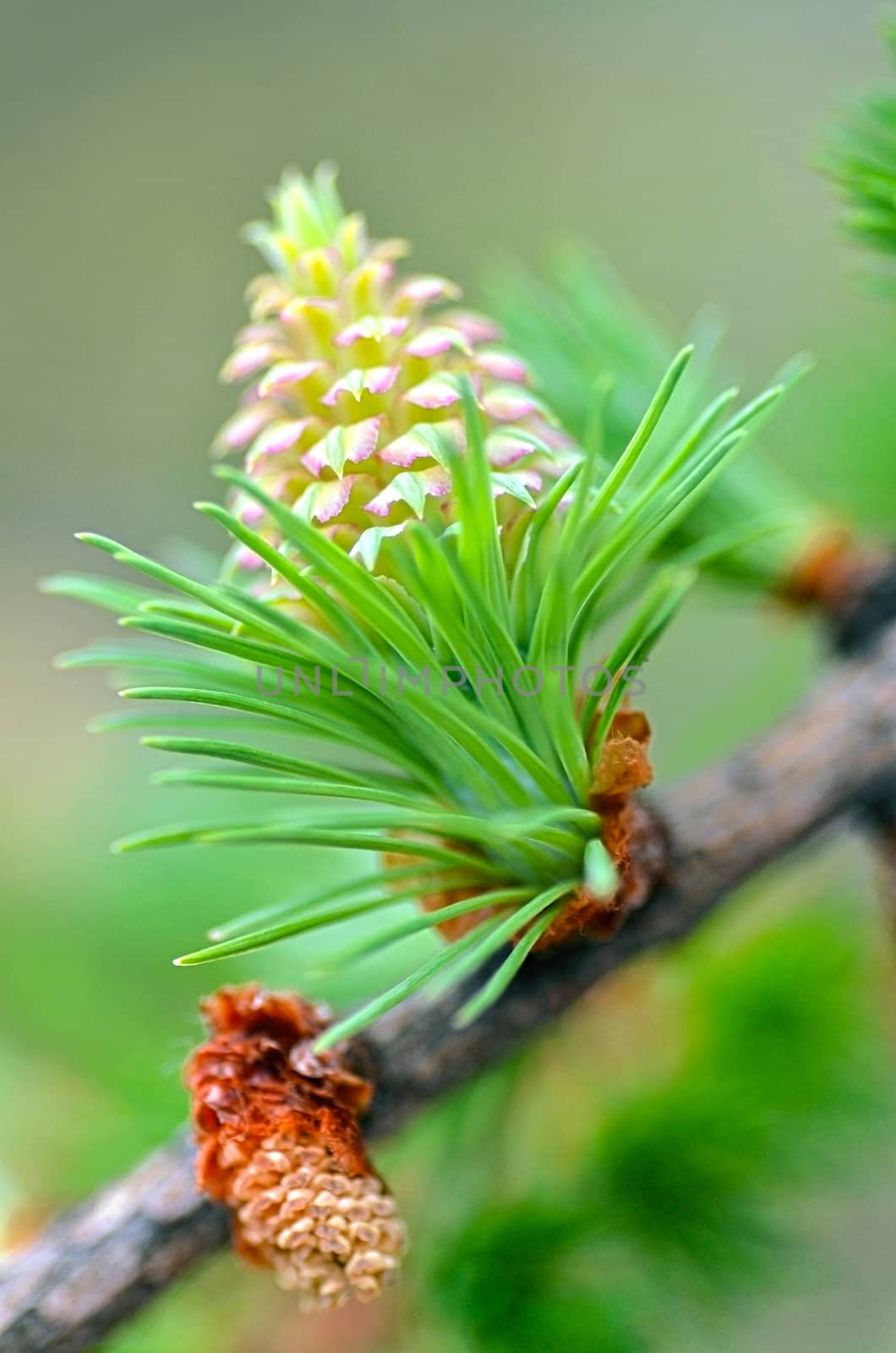 Larch in the spring by Vectorex