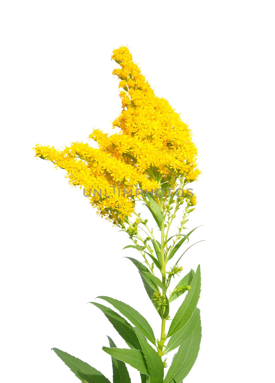 Giant goldenrod (Solidago gigantea) by rbiedermann