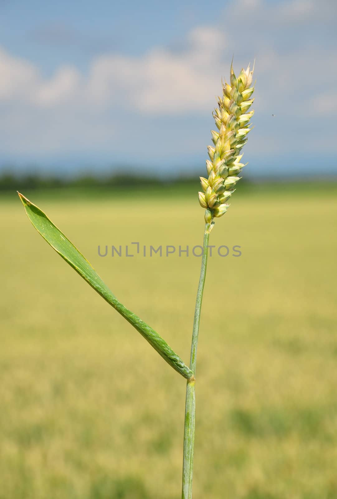 Wheat (Triticum aestivum) by rbiedermann