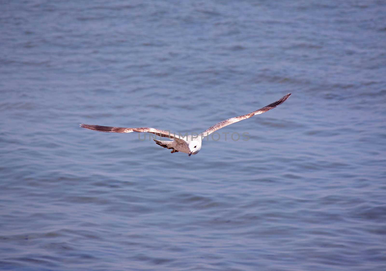 seagull flying above sea