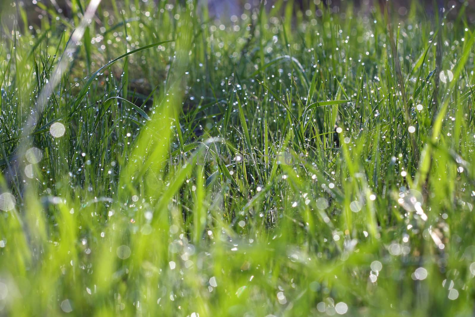 Morning dew drops on leaves in morning sun