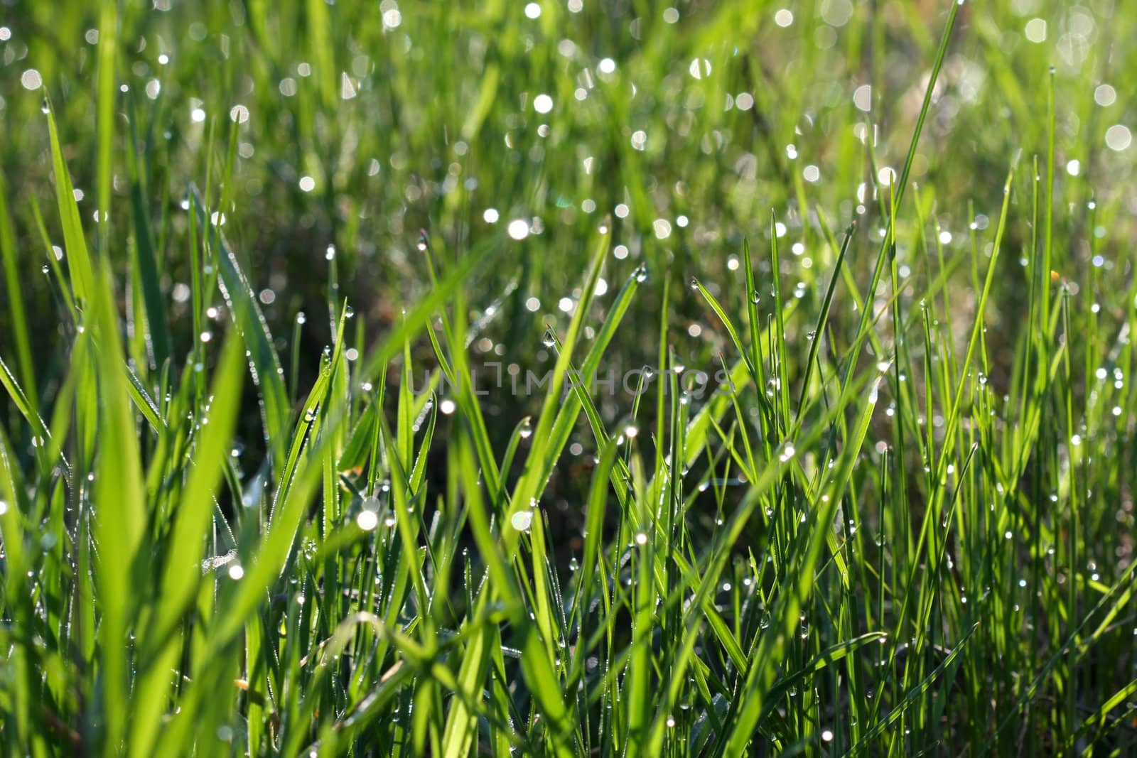 Morning dew drops on leaves in morning sun