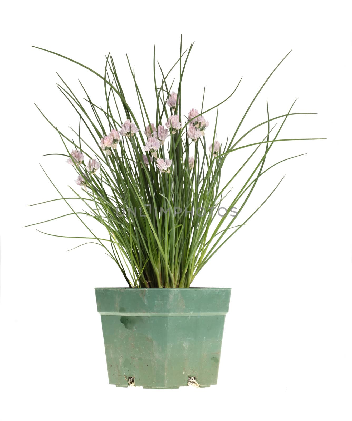 Chives in a green plastic pot by sgoodwin4813