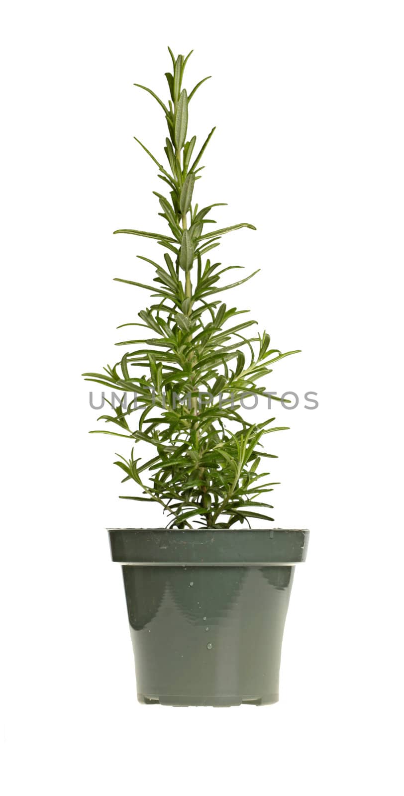 Small, upright plant of the herb rosemary (Rosmarinus officinalis) in a green plastic pot