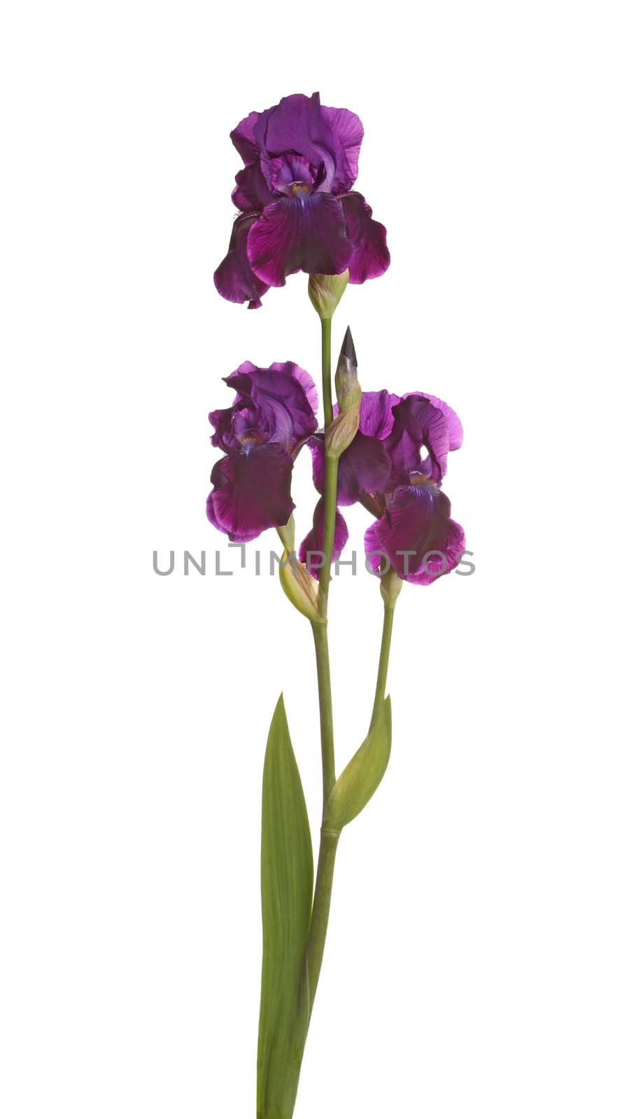 Stem with three purple iris flowers by sgoodwin4813