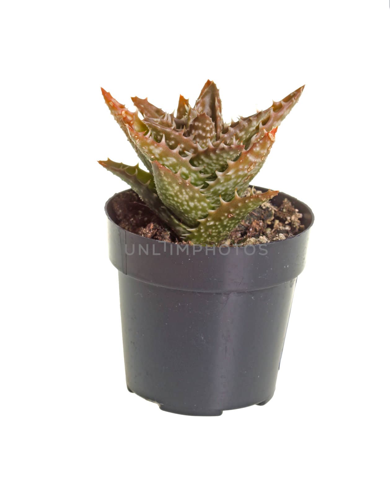 Small plant of the Zanzibar aloe (Aloe zanzibarica) grown in a small plastic pot against a white background