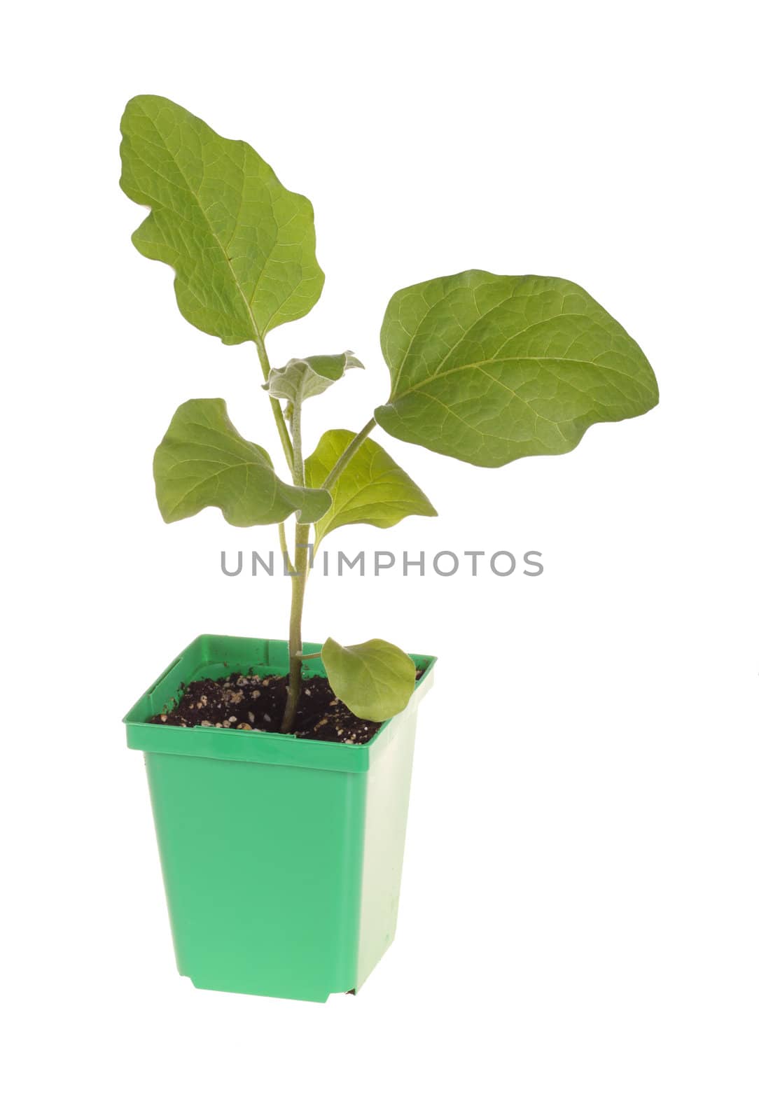 A single seedling of an eggplant (Solanum melongena) ready to be transplanted into a home garden isolated against a white background