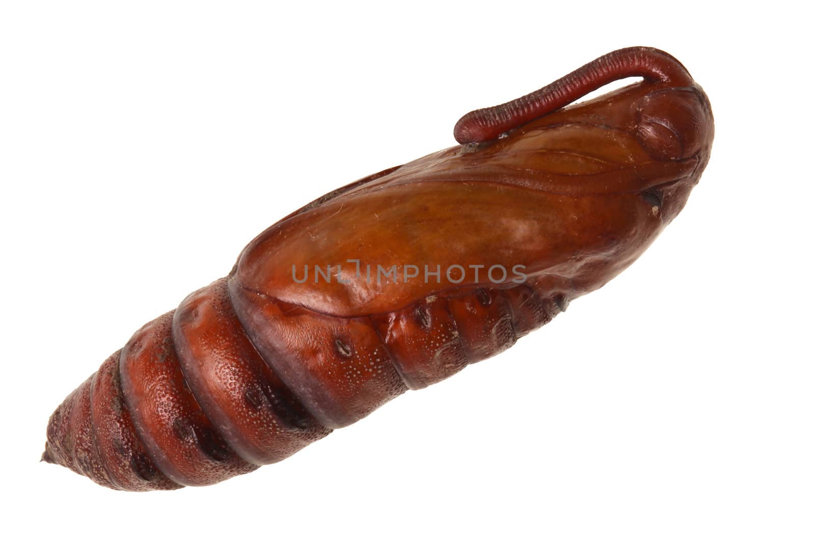 Pupa or chrysalis of an unknown moth species, most likely a tobacco or tomato hawkmoth, Manduca sexta or quinquemaculata, isolated against a white background