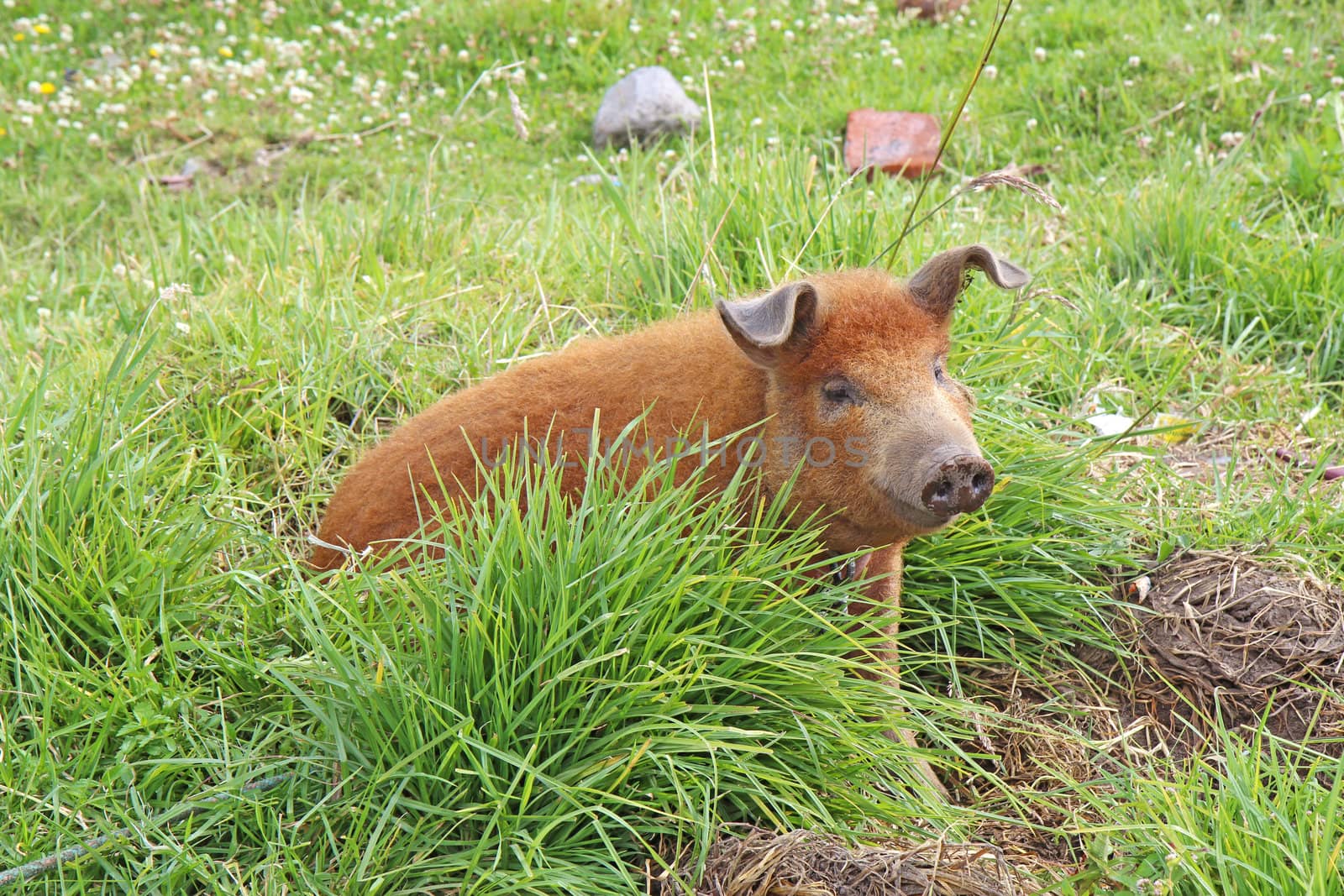 A red domestic pig (Sus scrofa domesticus) sits in a field by the side of a road near Quito in the highlands of Ecuador