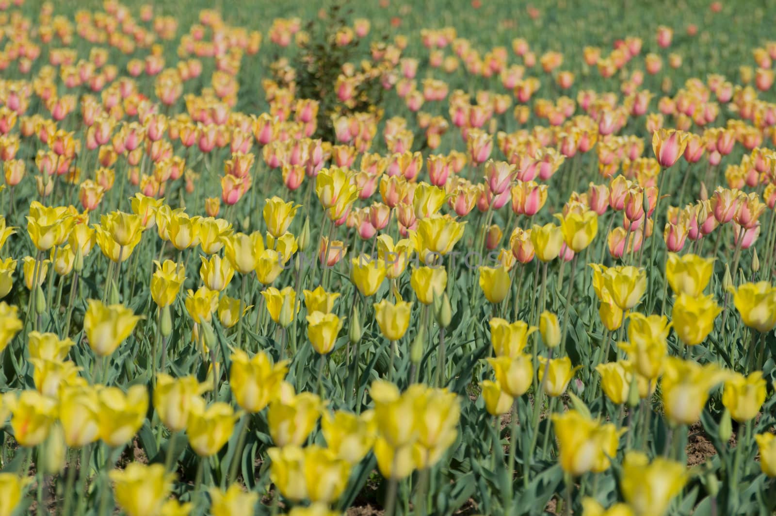the tulip field in Kashmir, India