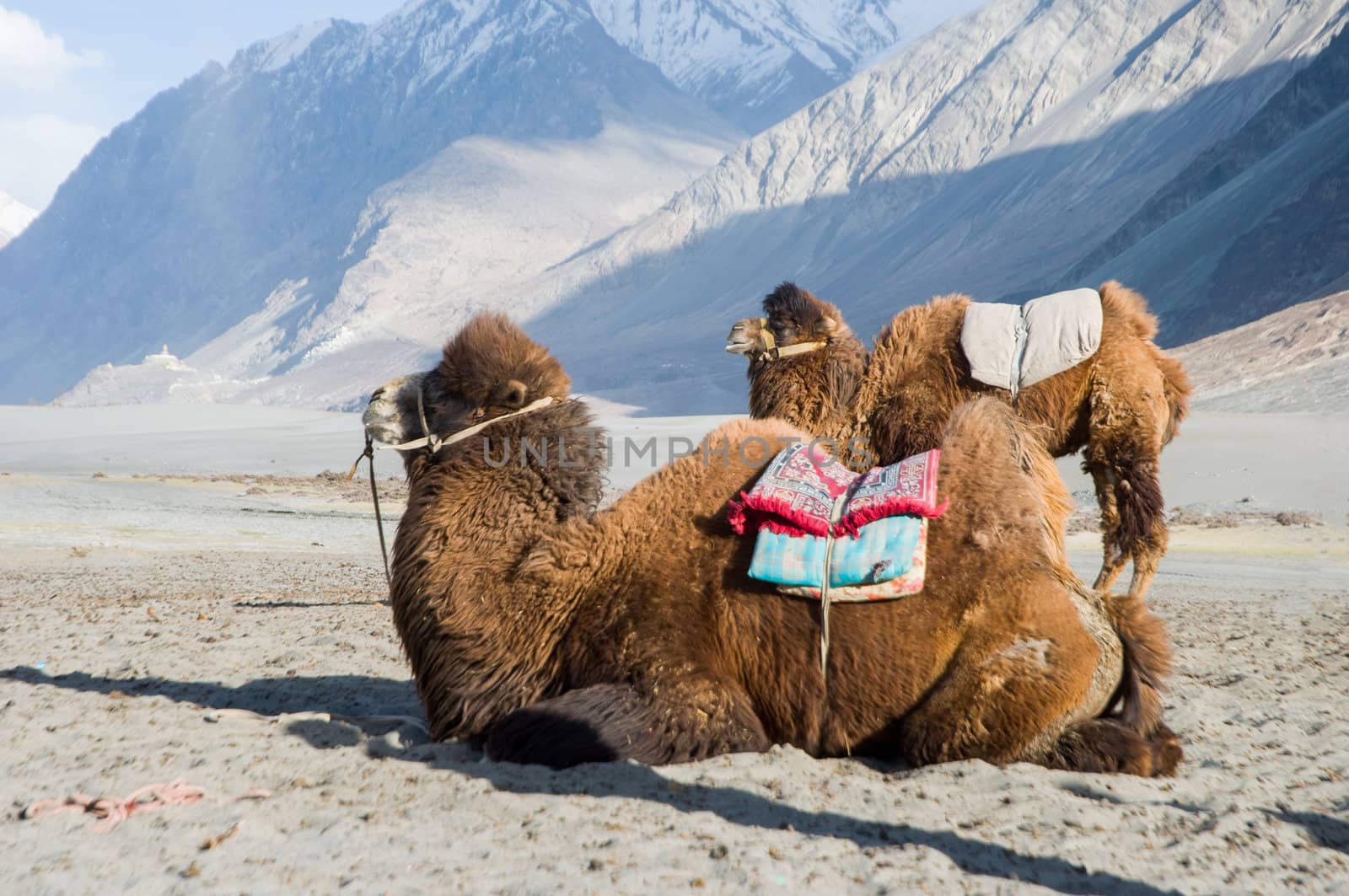 camel in Nubra valley, Leh, India