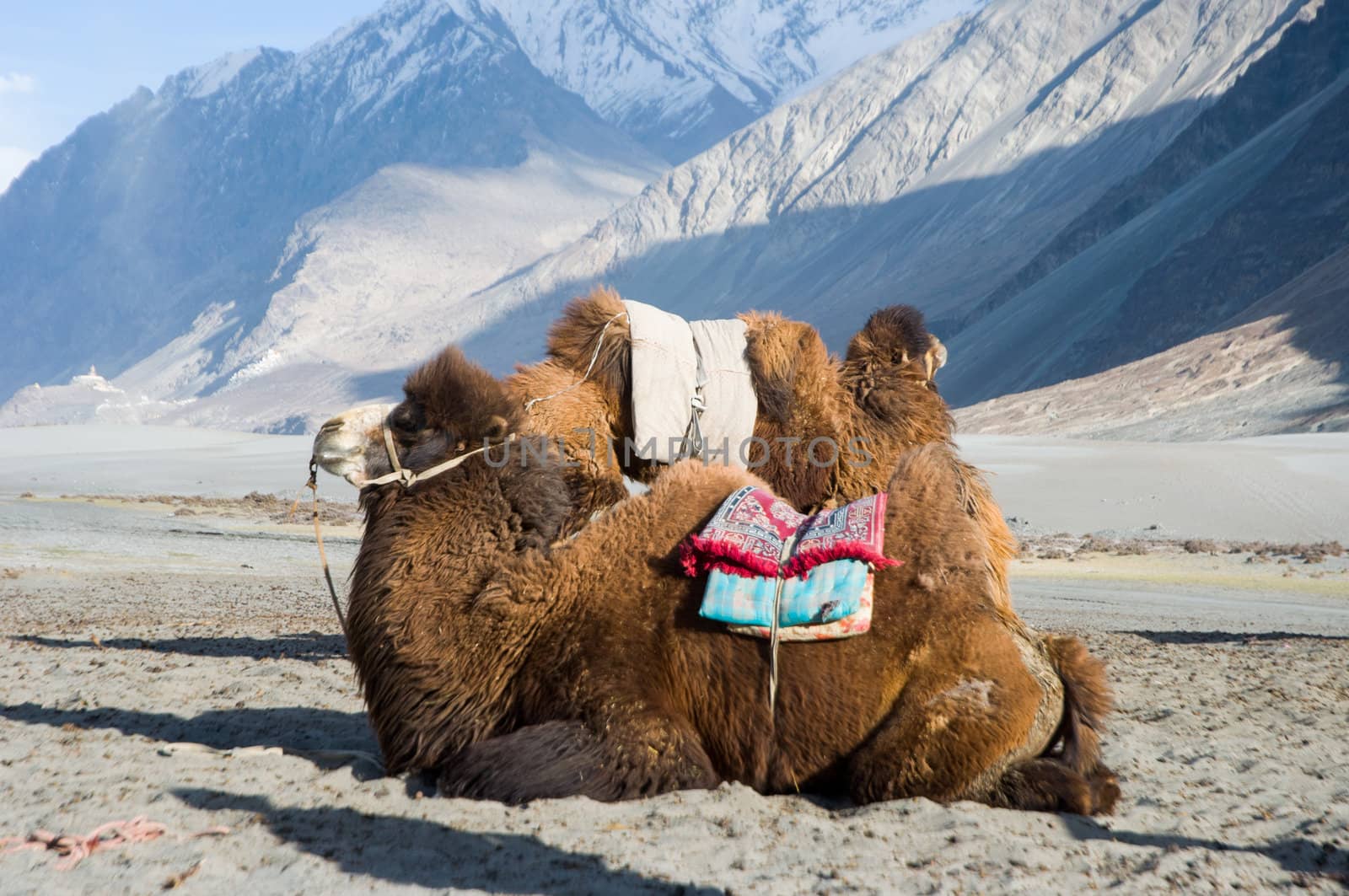 camel in Nubra valley, Leh, India
